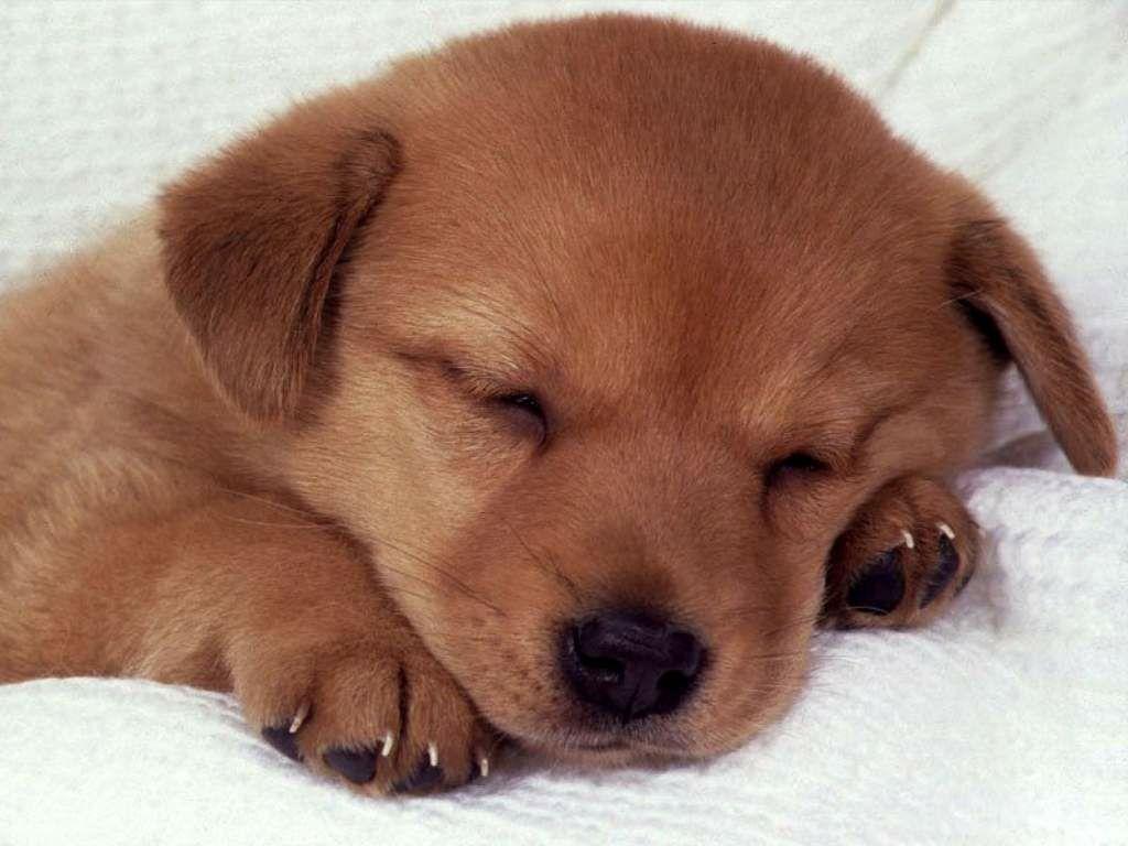 1024x768 Sleeping Puppy
