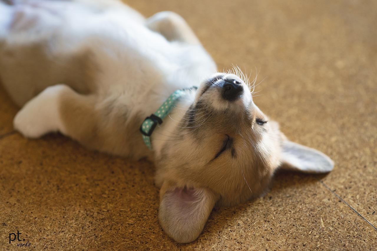 1280x854 Free download cute corgi puppy wallpaper cute puppy sleep corgi family dogs pets [1280x854] for your Desktop, Mobile & Tablet. Explore Corgi Puppies Wallpaper. Welsh Corgi Wallpaper, Corgi Wallpaper