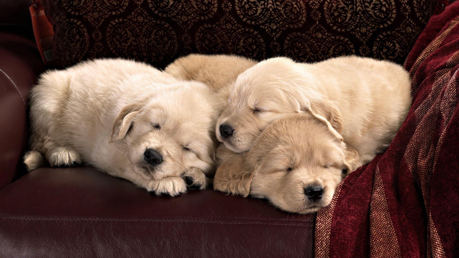 Puppy Sleeping Wallpapers - Top Free Puppy Sleeping Backgrounds ...
