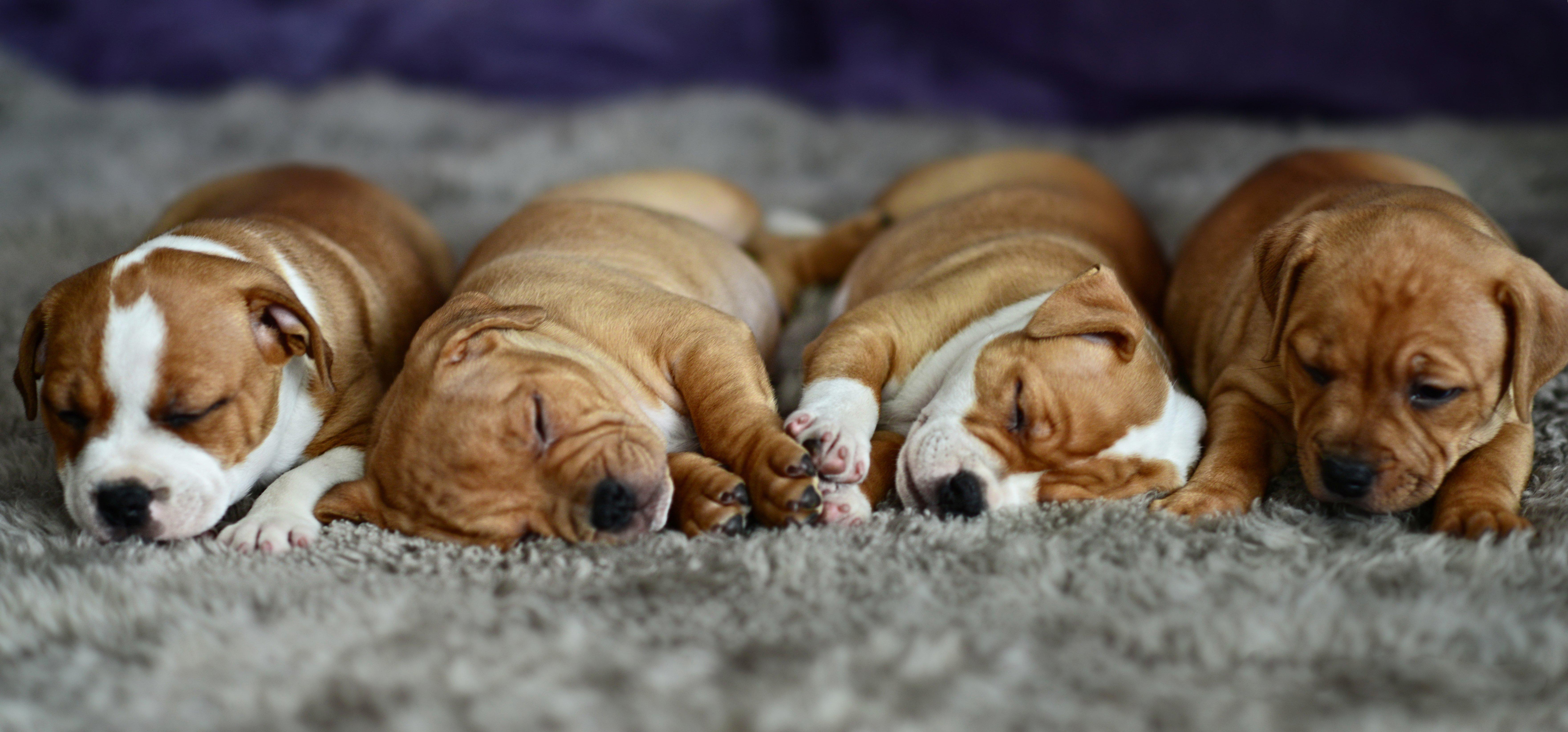 7045x3287 baby, Cute, Puppy, Dog, Sleeping, Sleep Wallpaper HD / Desktop and Mobile Background