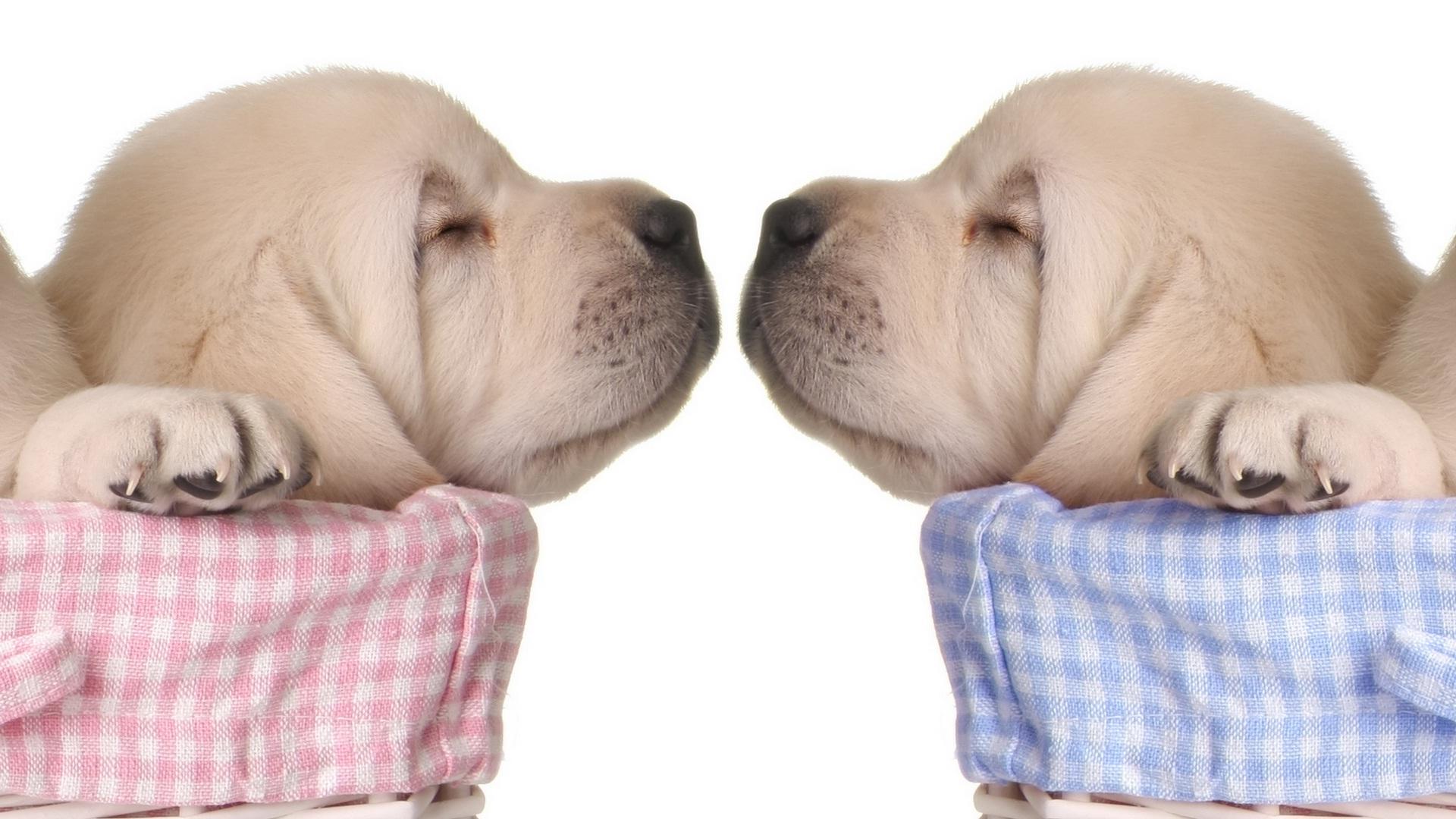 1920x1080 Puppies Sleeping Good Night