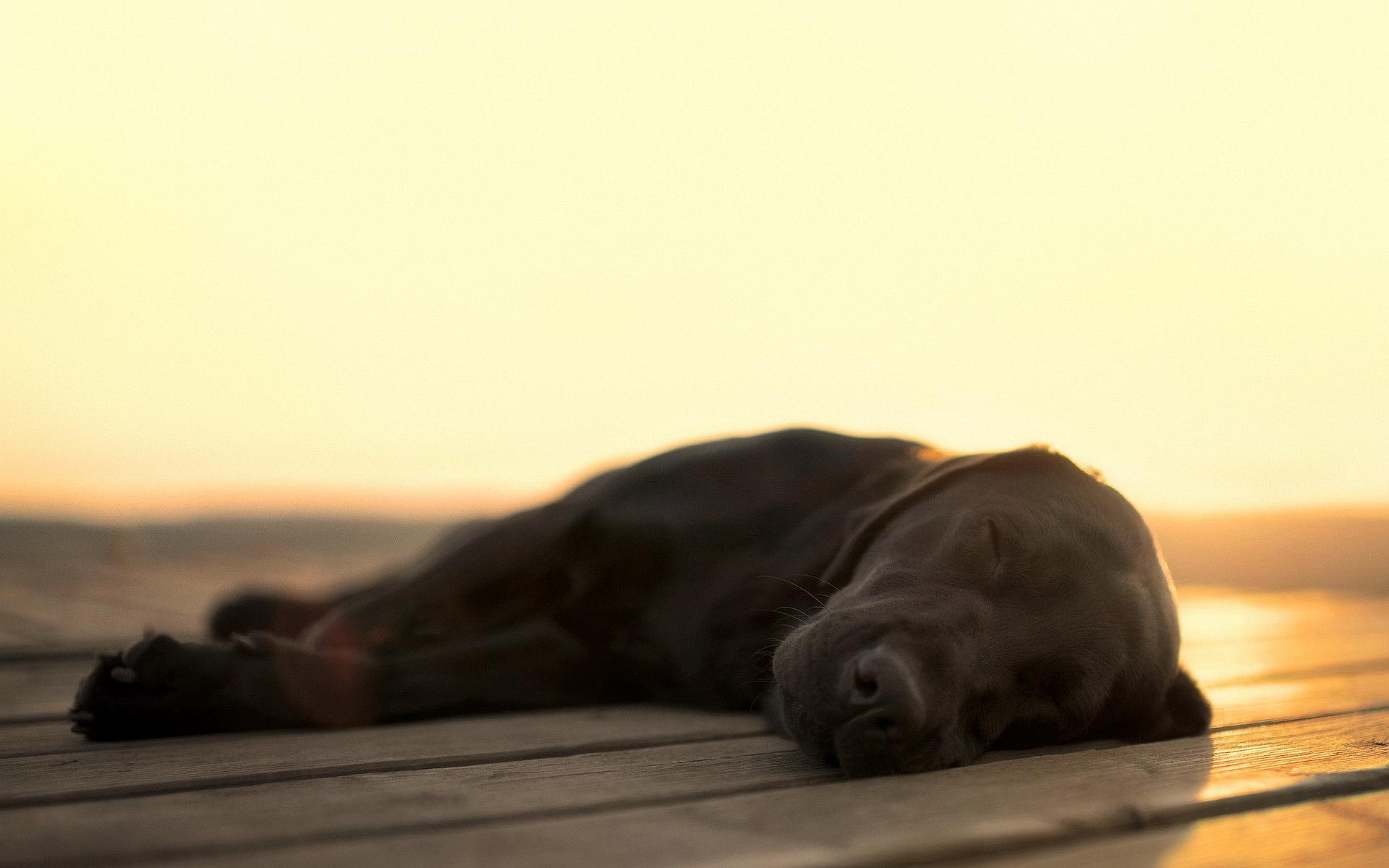 1920x1200 Amazing Sleeping Dog Wallpaper 40225 1920x1200px