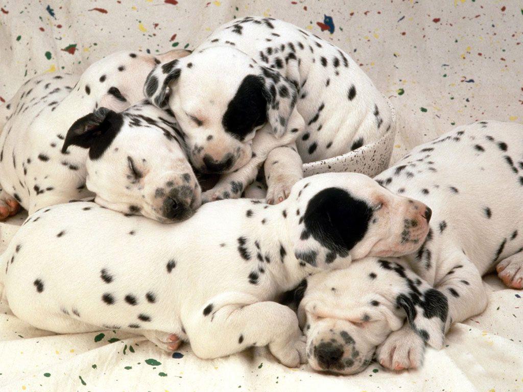 1024x768 Cutest Sleeping Puppy Photo