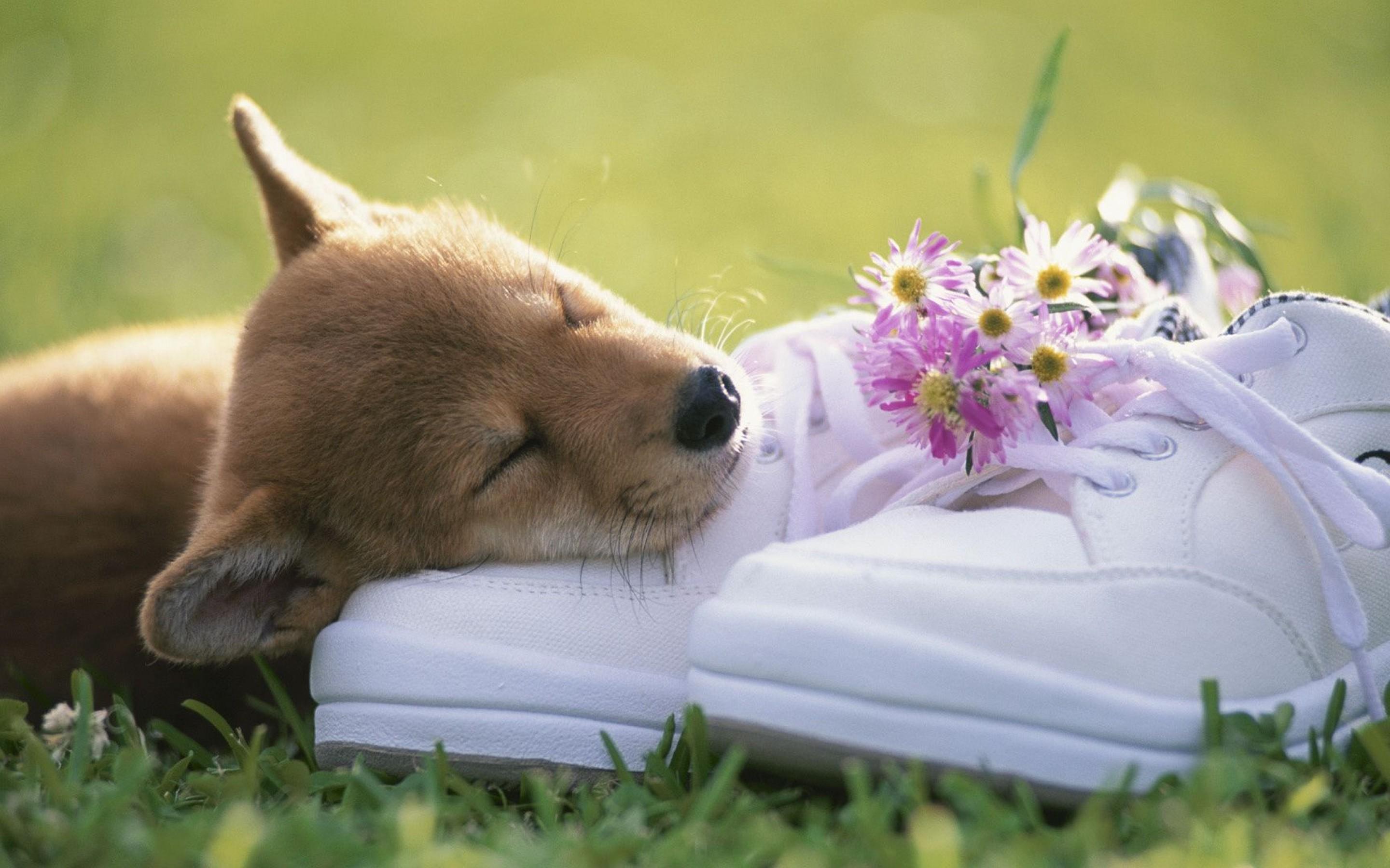 2880x1800 Puppy Sleeping, High Definition, High Quality, Widescreen