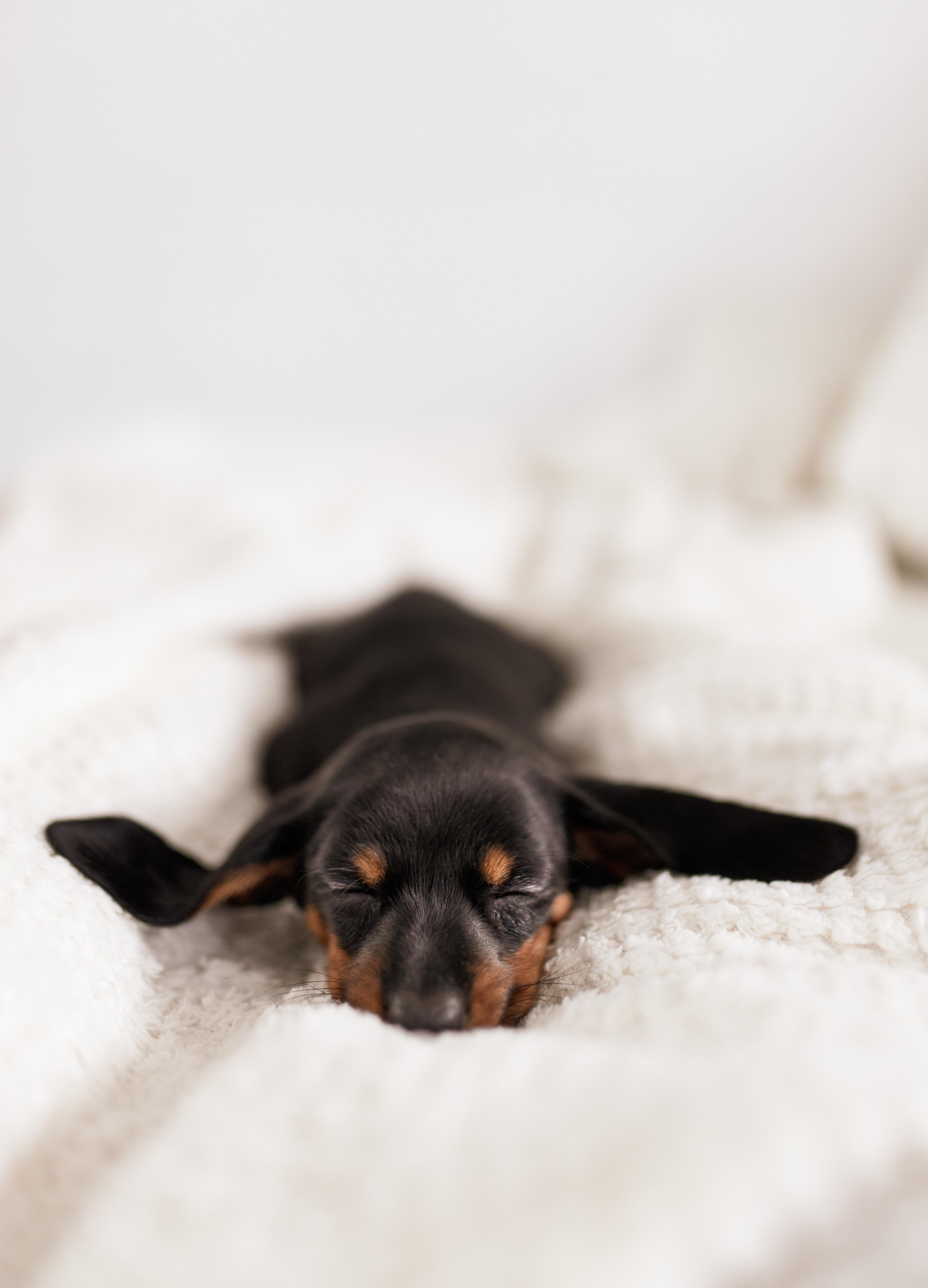 4102x5691 Funny Little Dachshund Puppy Sleeping on Cozy Sofa · Free