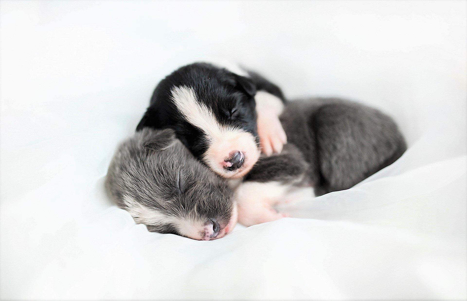 1920x1238 Two Puppies Sleeping Together HD Wallpaper