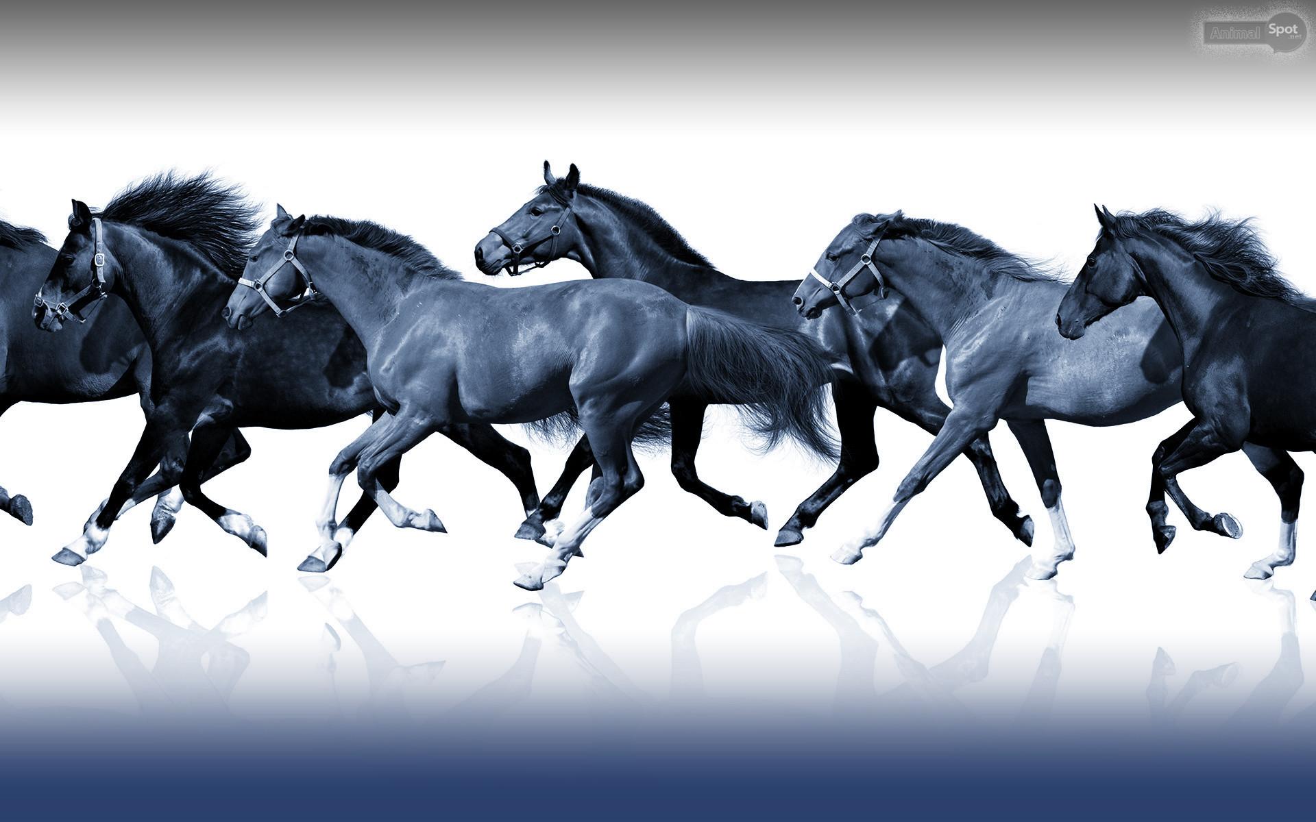 1920x1200 Horses Wallpaper Data Src Top Christmas Horses Wallpaper 7 Horse Wallpaper HD