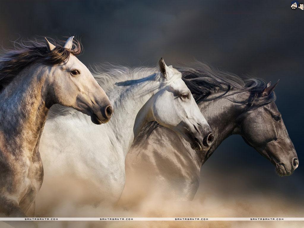 Galloping Horse Wallpapers - Top Free Galloping Horse Backgrounds -  WallpaperAccess