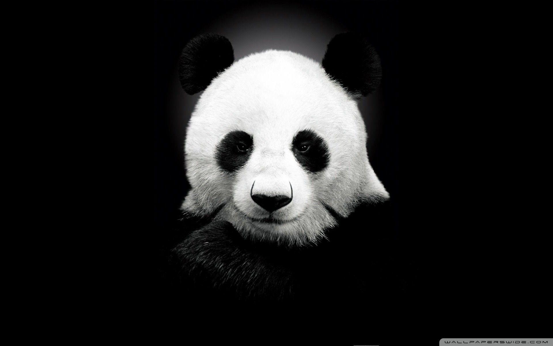 1920x1200 Panda Bear Wallpaper