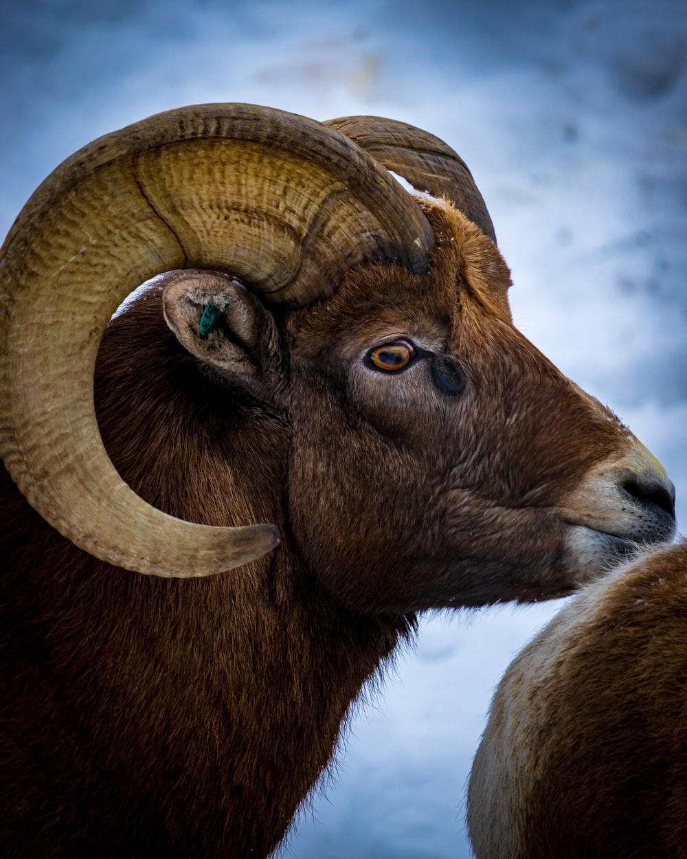 1000x1250 Bighorn Sheep Picture. Download Free Image