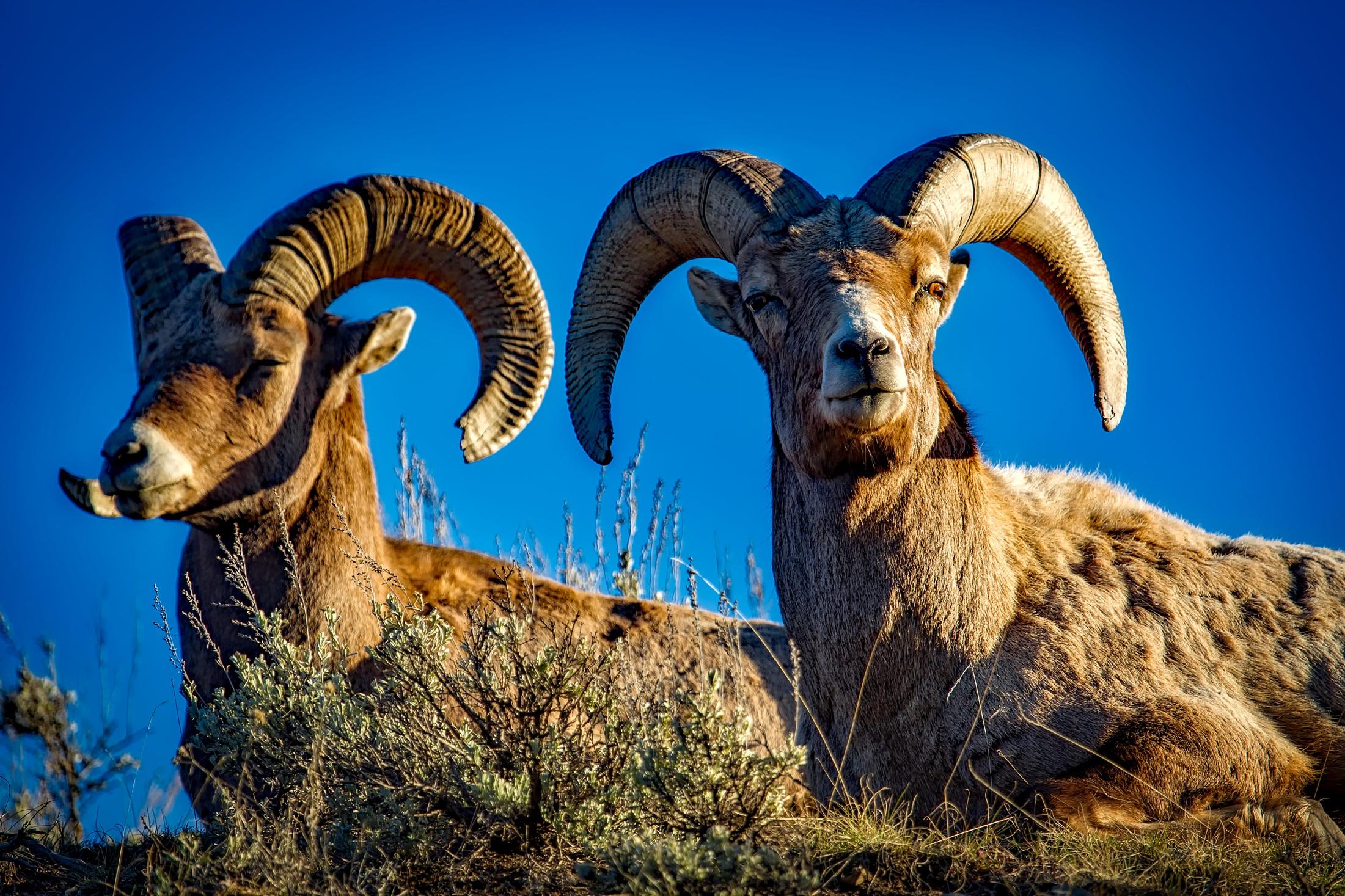 2201x1467 Bighorn Sheep HD Wallpaper