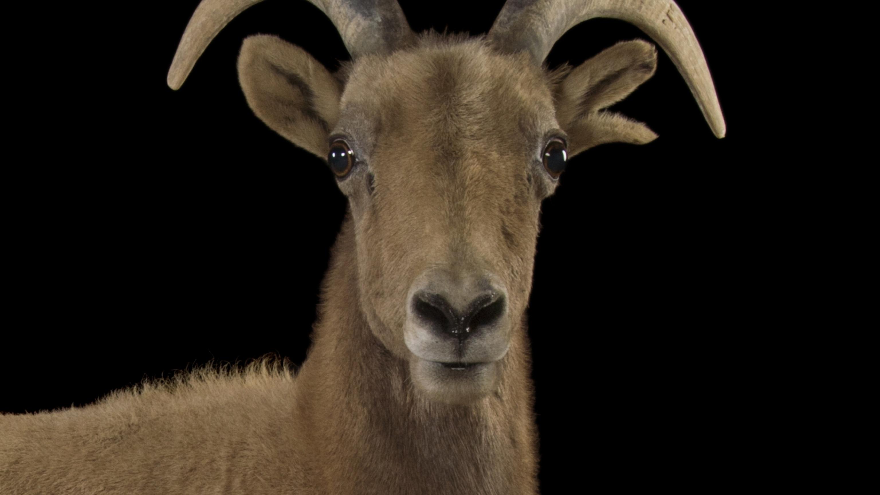 Desert Bighorn Sheep HD Wallpapers - Top Free Desert Bighorn Sheep HD