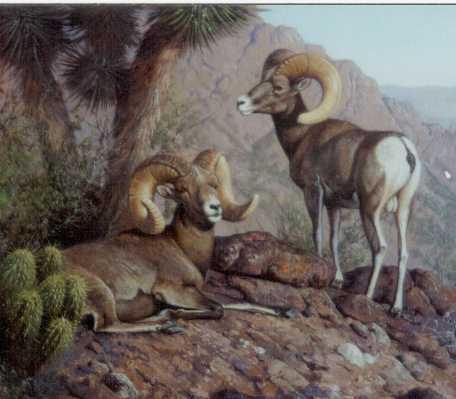 1596x1395 Free photo: Desert Bighorn Sheep, Desert, Horn