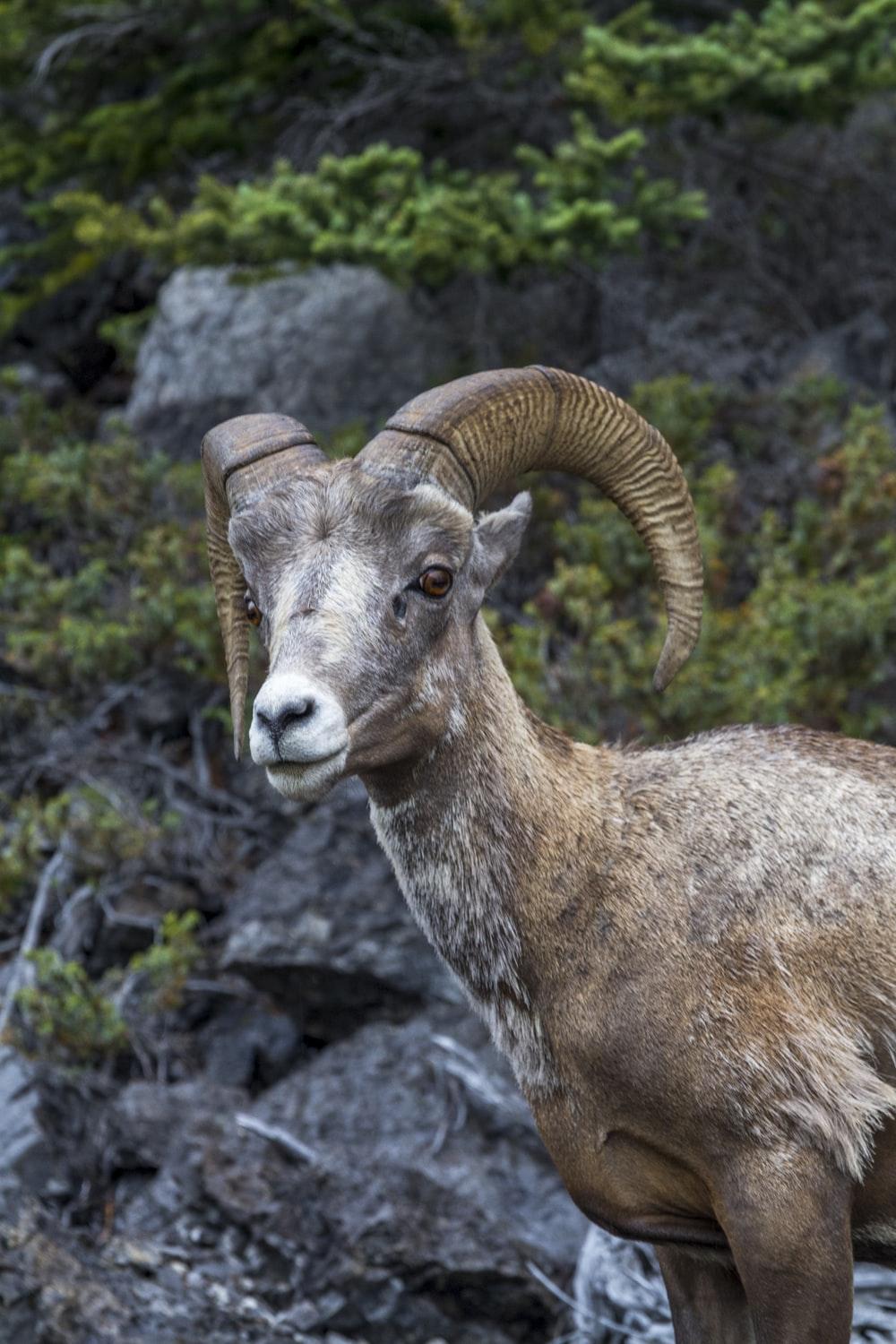 1000x1500 Bighorn Sheep Picture. Download Free Image