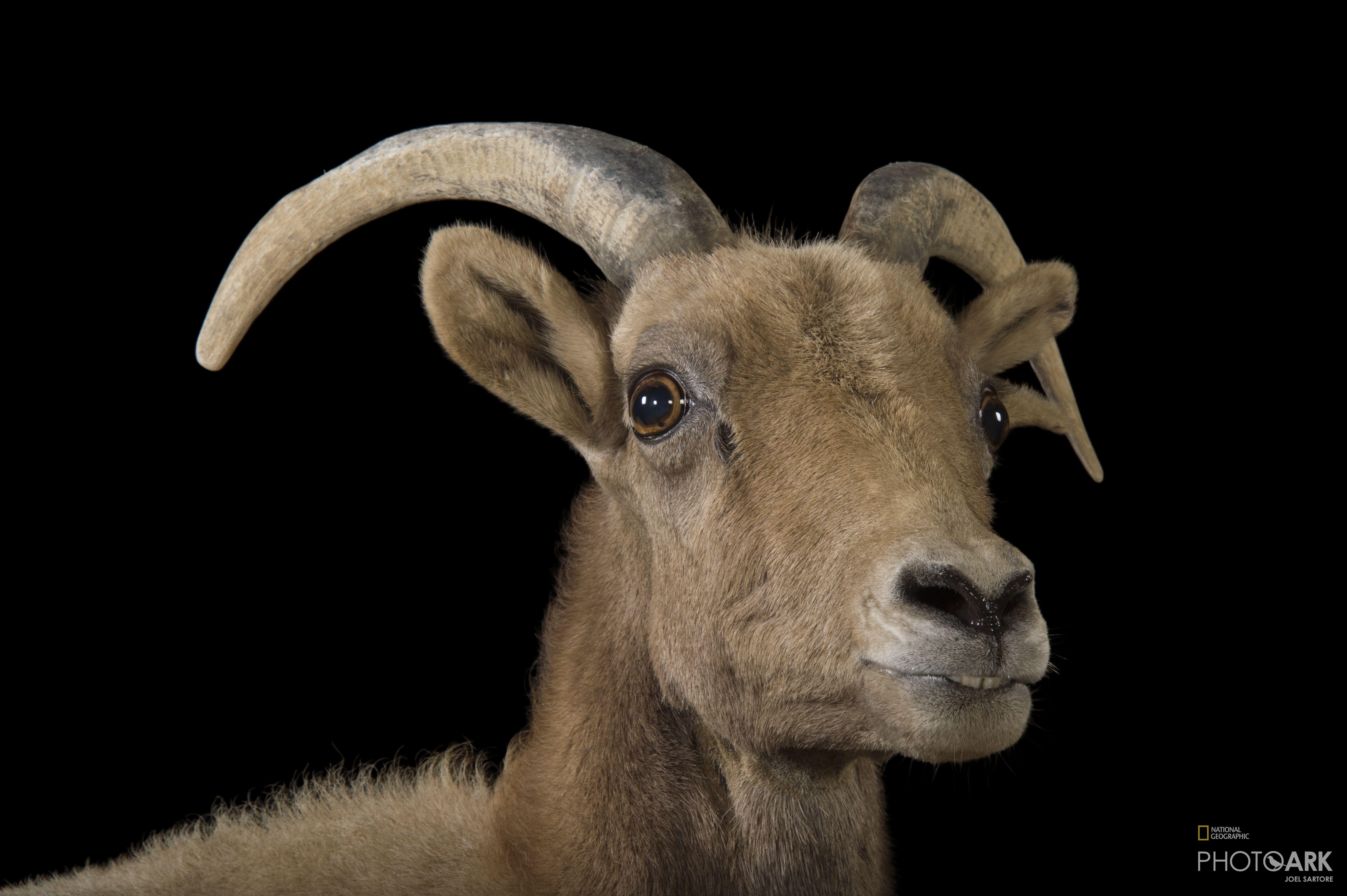 Desert Bighorn Sheep HD Wallpapers - Top Free Desert Bighorn Sheep HD