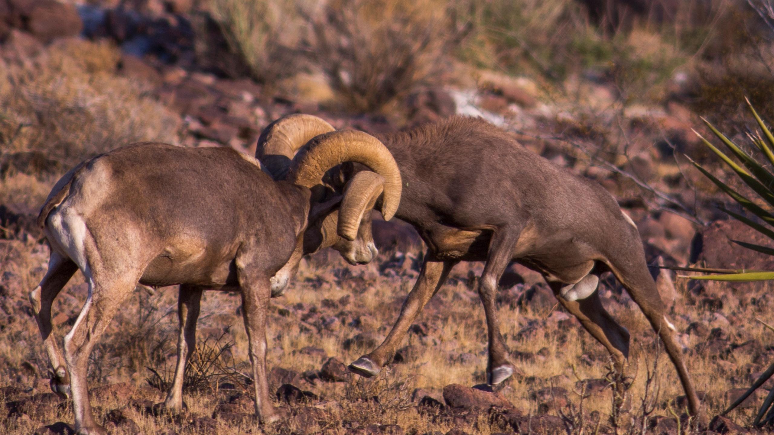 2560x1440 Disease From Domestic Animals Suspected In Die Off Of Bighorn Sheep In Riverside County Desert