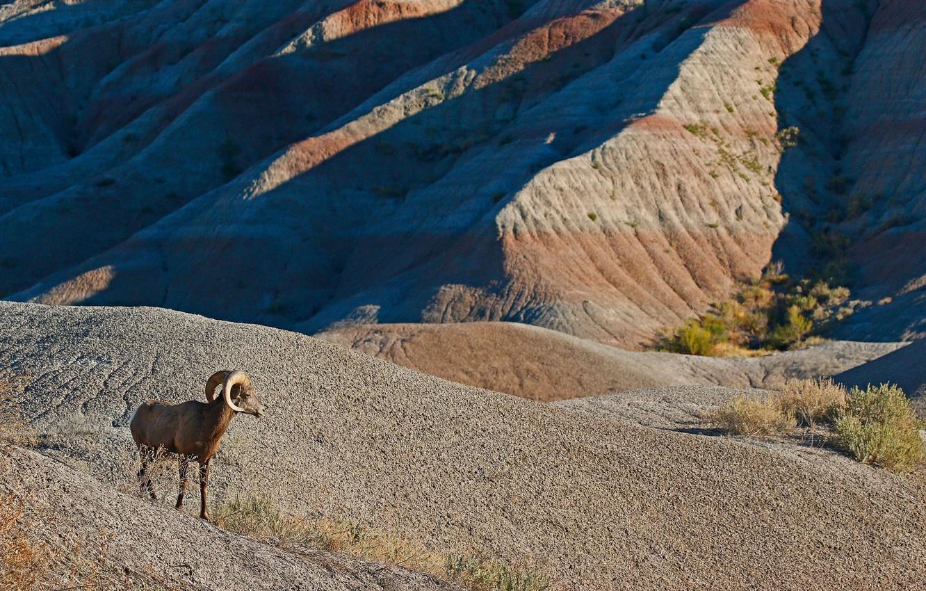 1332x850 Wallpaper mountains, nature, horns, desert bighorn sheep image for desktop, section животные