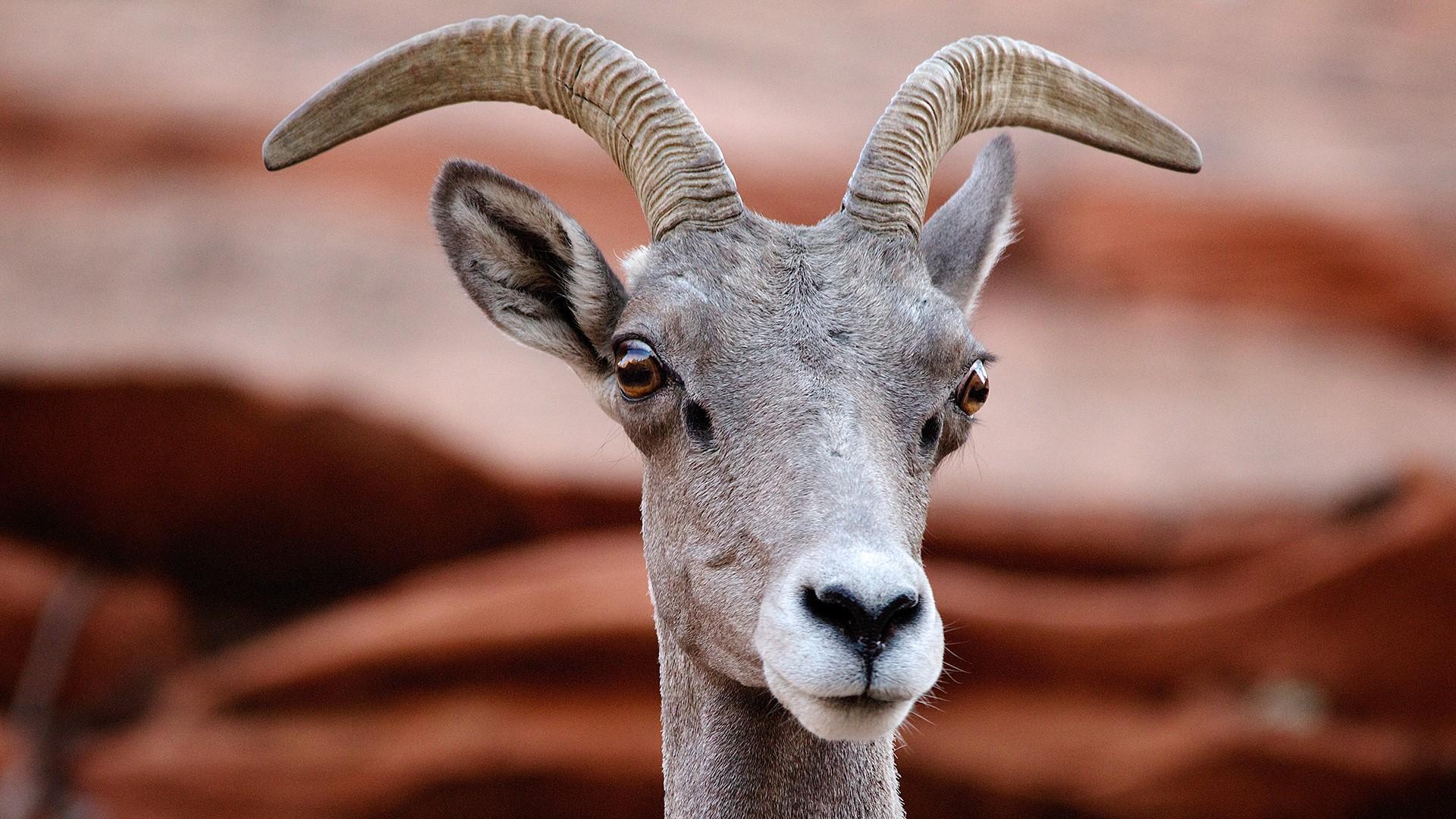 1920x1080 Desert bighorn sheep (Ovis canadensis nelsoni) at Zion National Park, Utah, USA. Windows 10 Spotlight Image