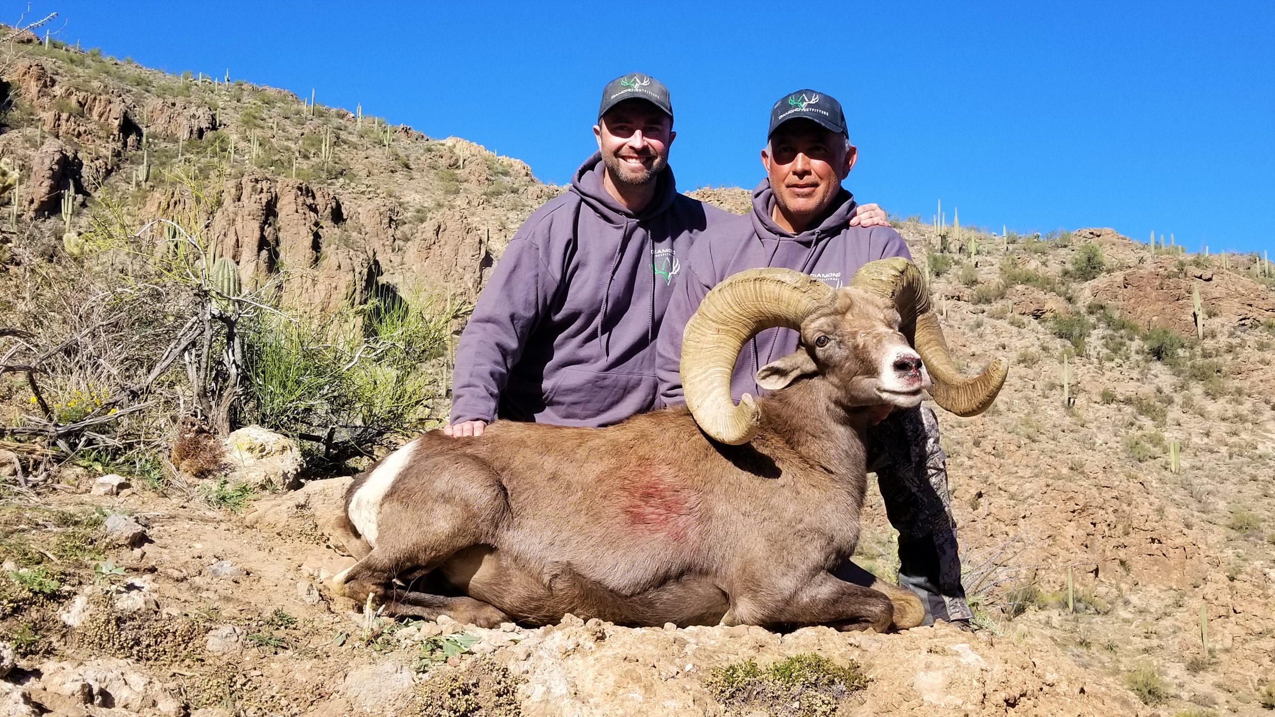 2560x1440 BIG HORN SHEEP