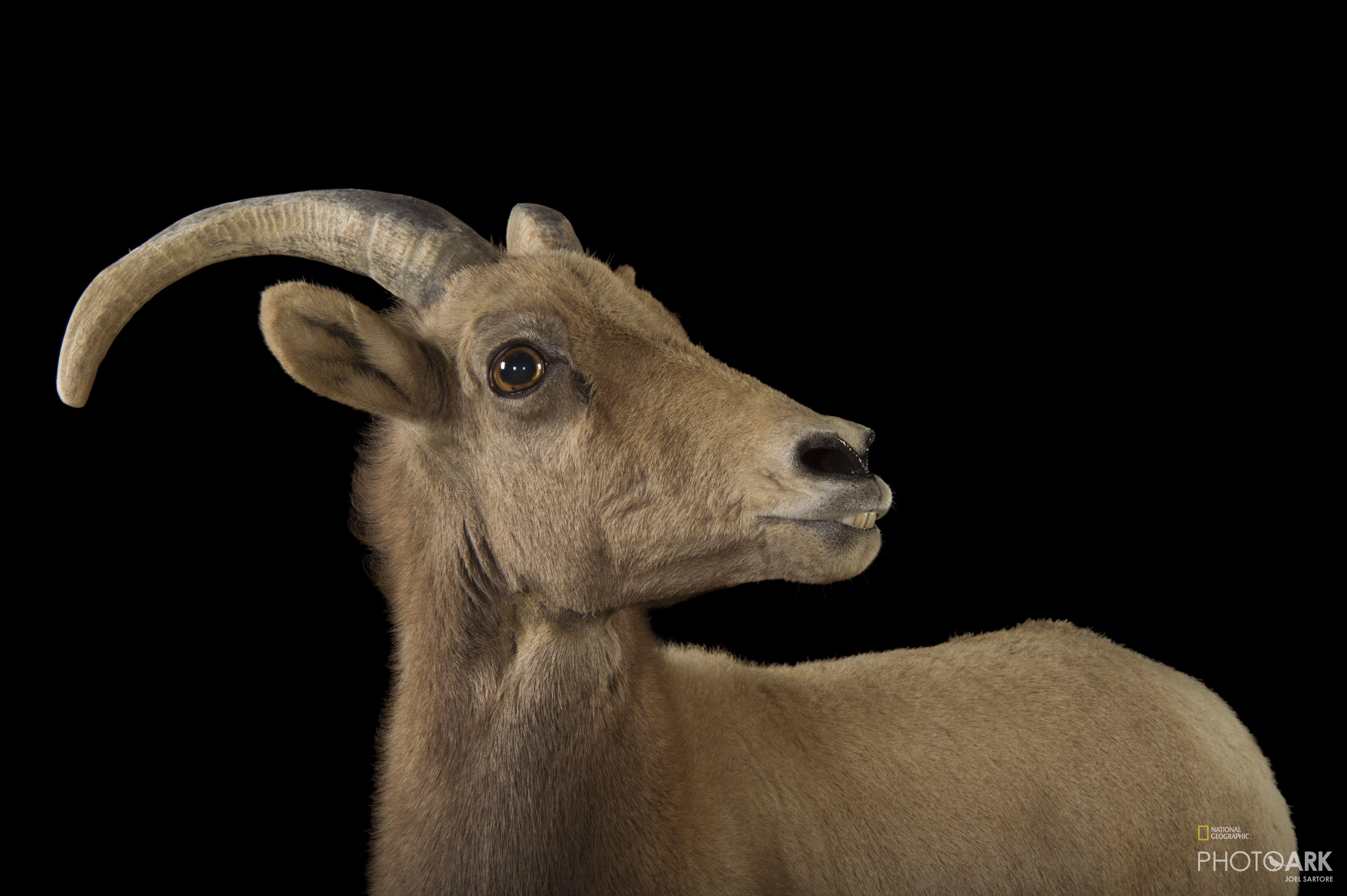 Desert Bighorn Sheep HD Wallpapers - Top Free Desert Bighorn Sheep HD