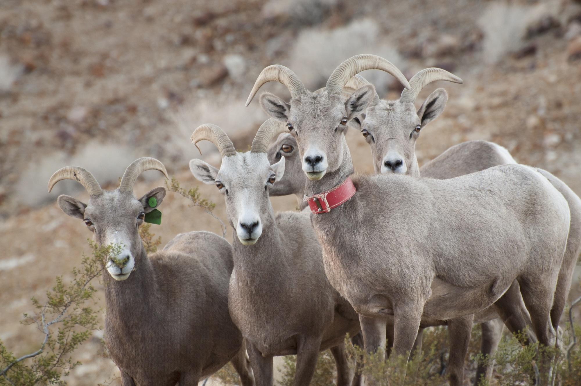 2000x1328 Free photo: Desert Bighorn Sheep, Bighorn, Desert