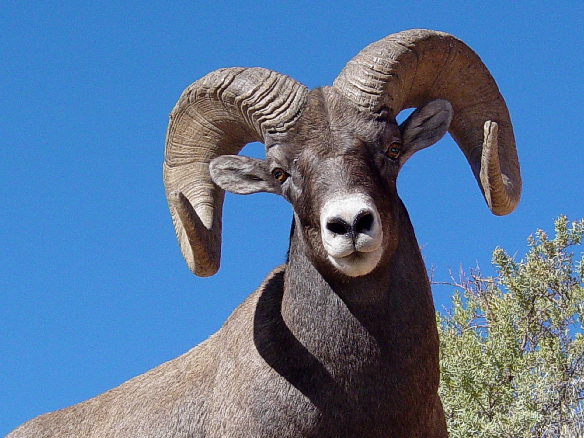 1920x1440 Download free photo of Bighorn sheep, wildlife, nature, horns, ram