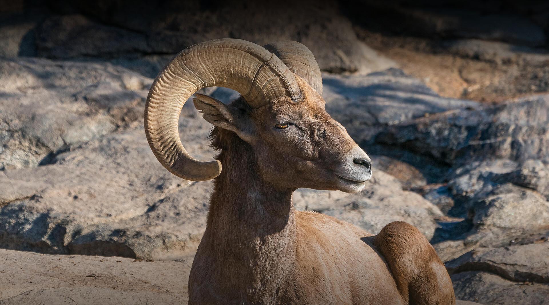 1920x1067 Bighorn Sheep. San Diego Zoo Safari Park