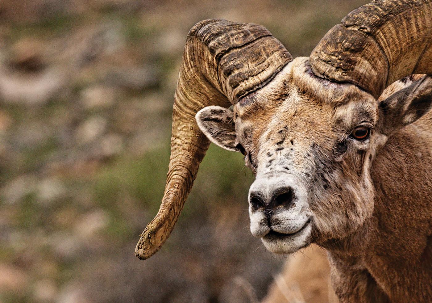 Desert Bighorn Sheep HD Wallpapers - Top Free Desert Bighorn Sheep HD