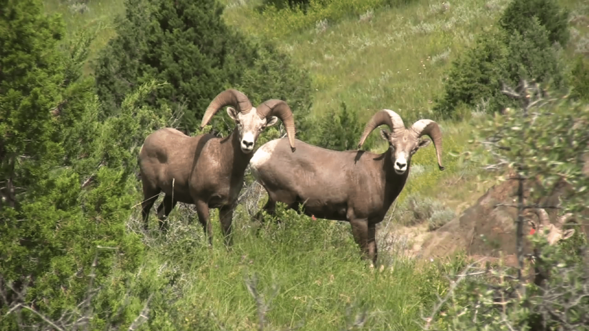 1920x1080 Bighorn herd rebounds from disease to reach record numbers
