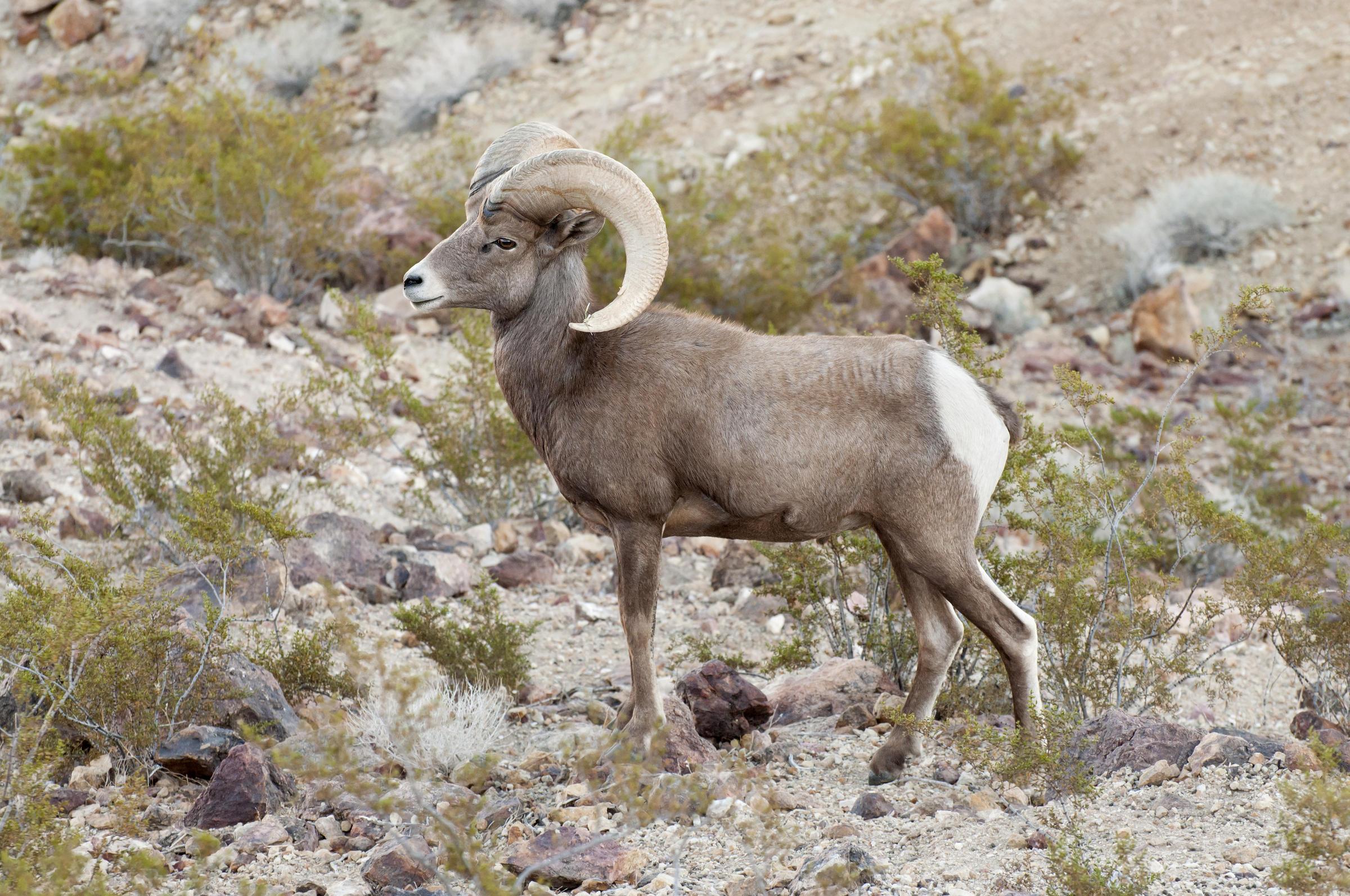 2400x1594 Free photo: Desert Bighorn Sheep, Bighorn, Desert