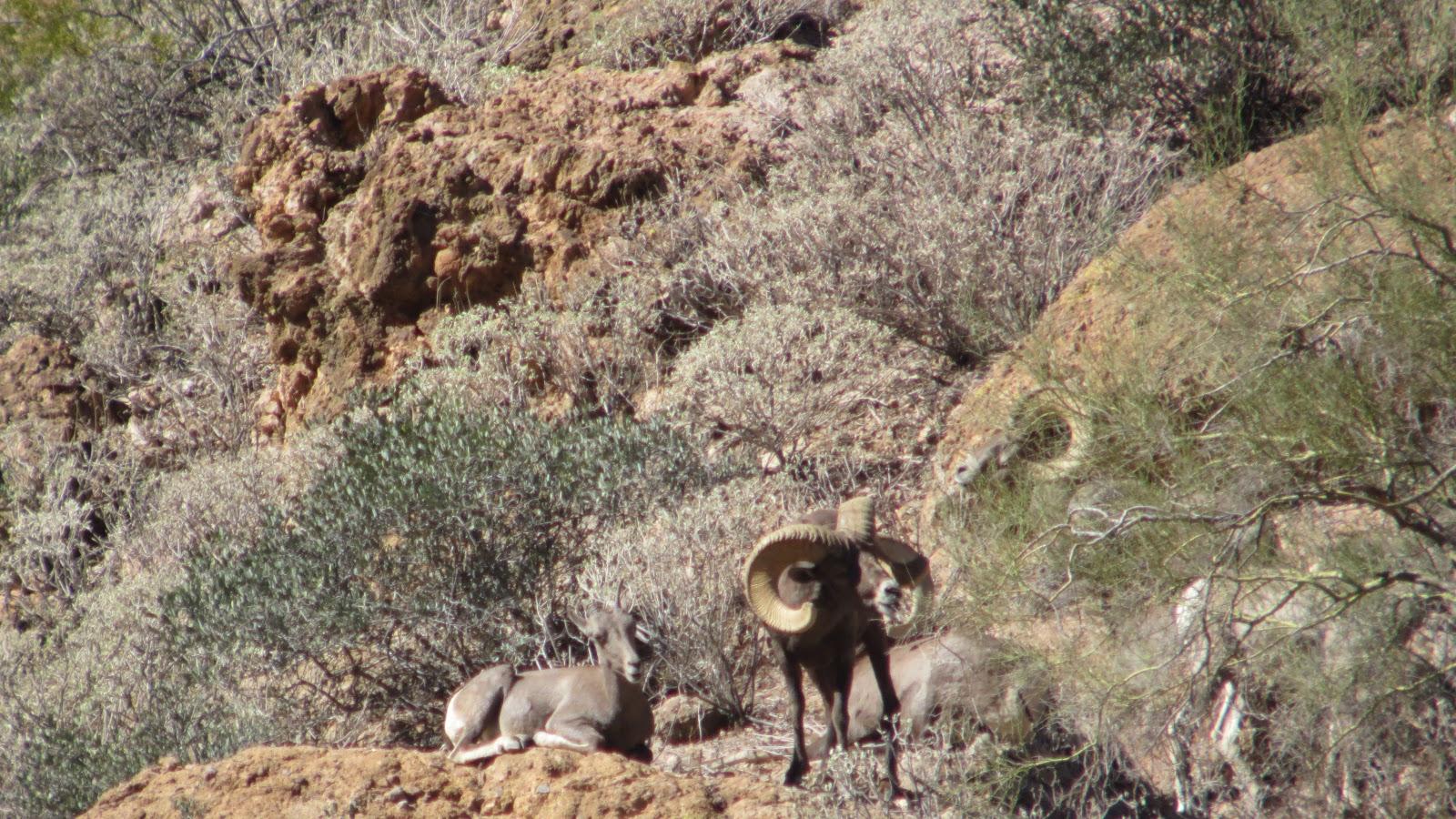 1600x900 Jay Scott Outdoors: Desert Bighorn Sheep Scouting and Hunting Photo 3