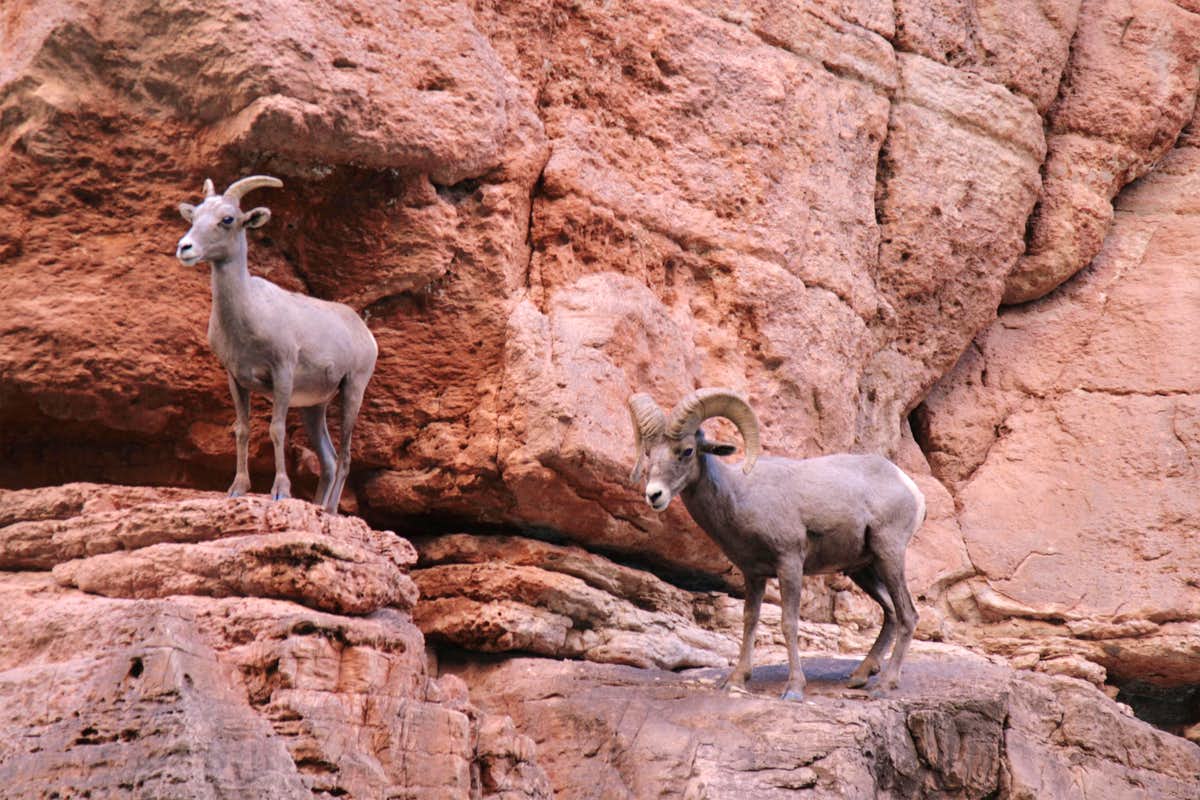 1200x800 Desert Bighorn Sheep : Photo, Diagrams & Topos
