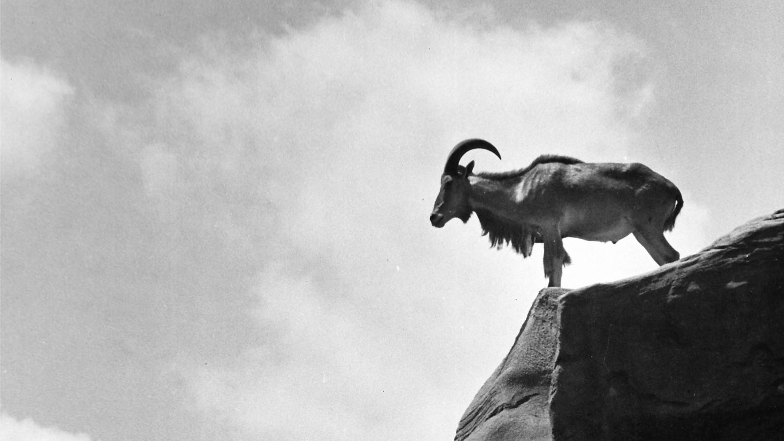 1600x900 How the Aoudad Invaded Texas