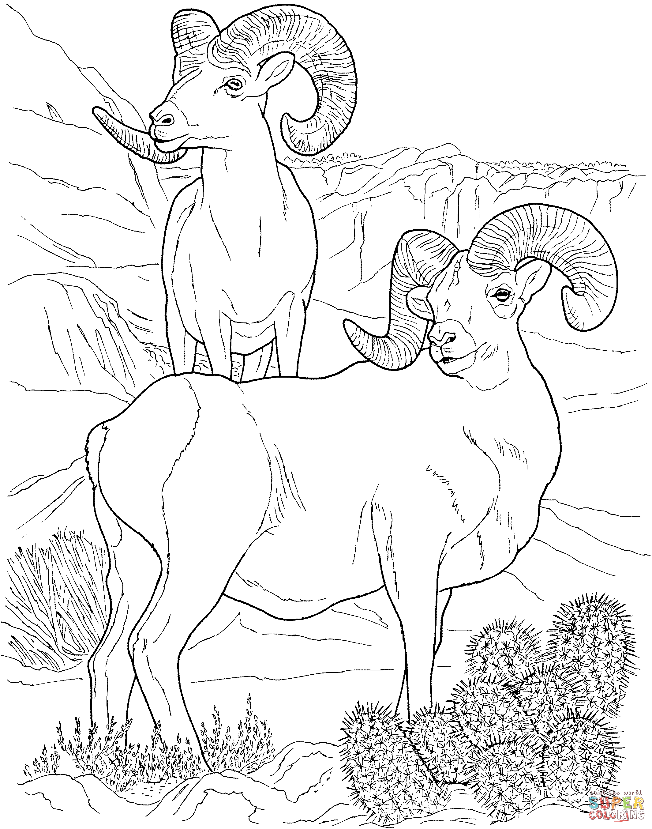 2130x2707 Desert Bighorn Sheep coloring page