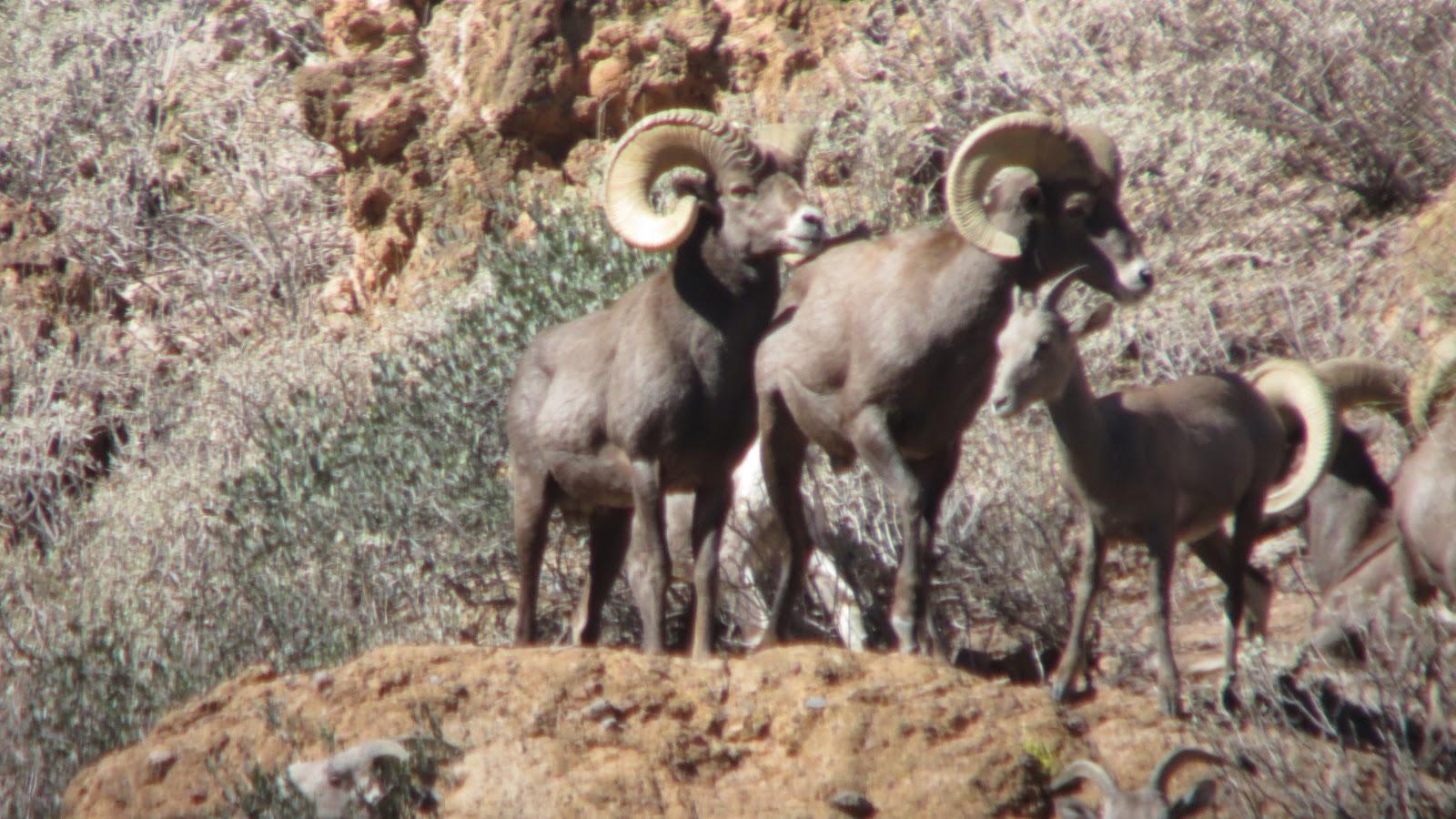 1600x900 Jay Scott Outdoors: Desert Bighorn Sheep Scouting and Hunting Photo 2