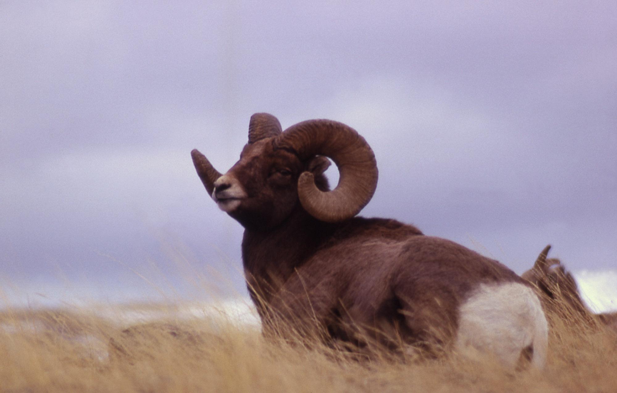 1999x1274 Yellowstone's Photo Collection