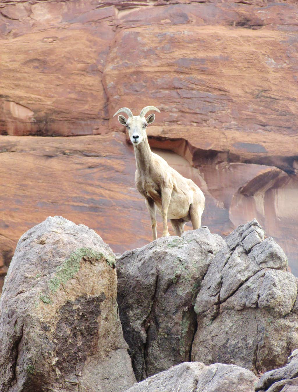 1024x1348 DESERT BIGHORN SHEEP IN DOMINGUEZ CANYON, COLORADO : Photo, Diagrams & Topos