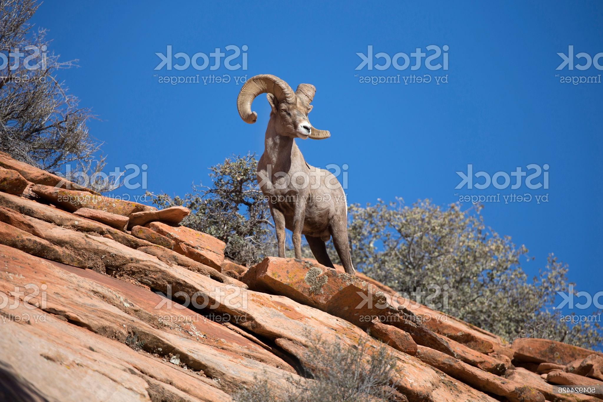 Desert Bighorn Sheep HD Wallpapers - Top Free Desert Bighorn Sheep HD