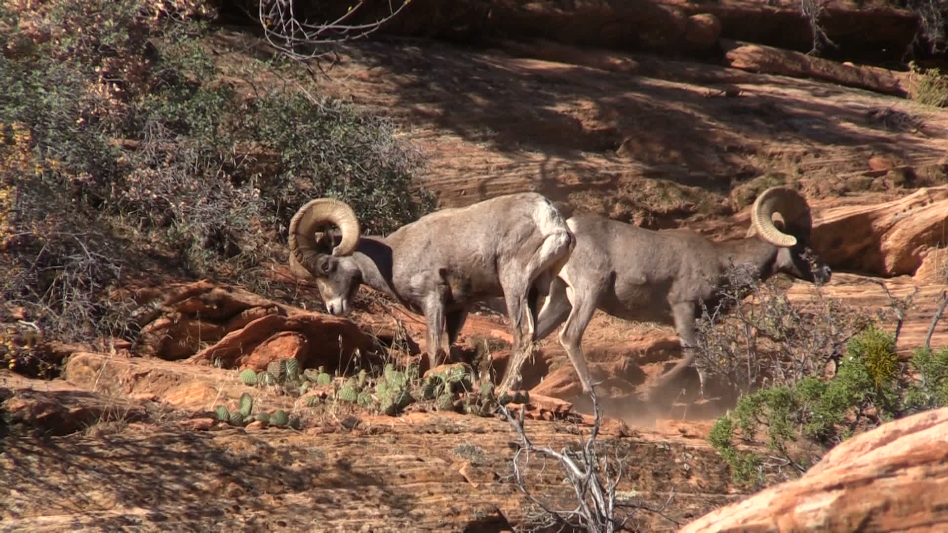 1920x1080 Desert bighorn Sheep rams in Rut