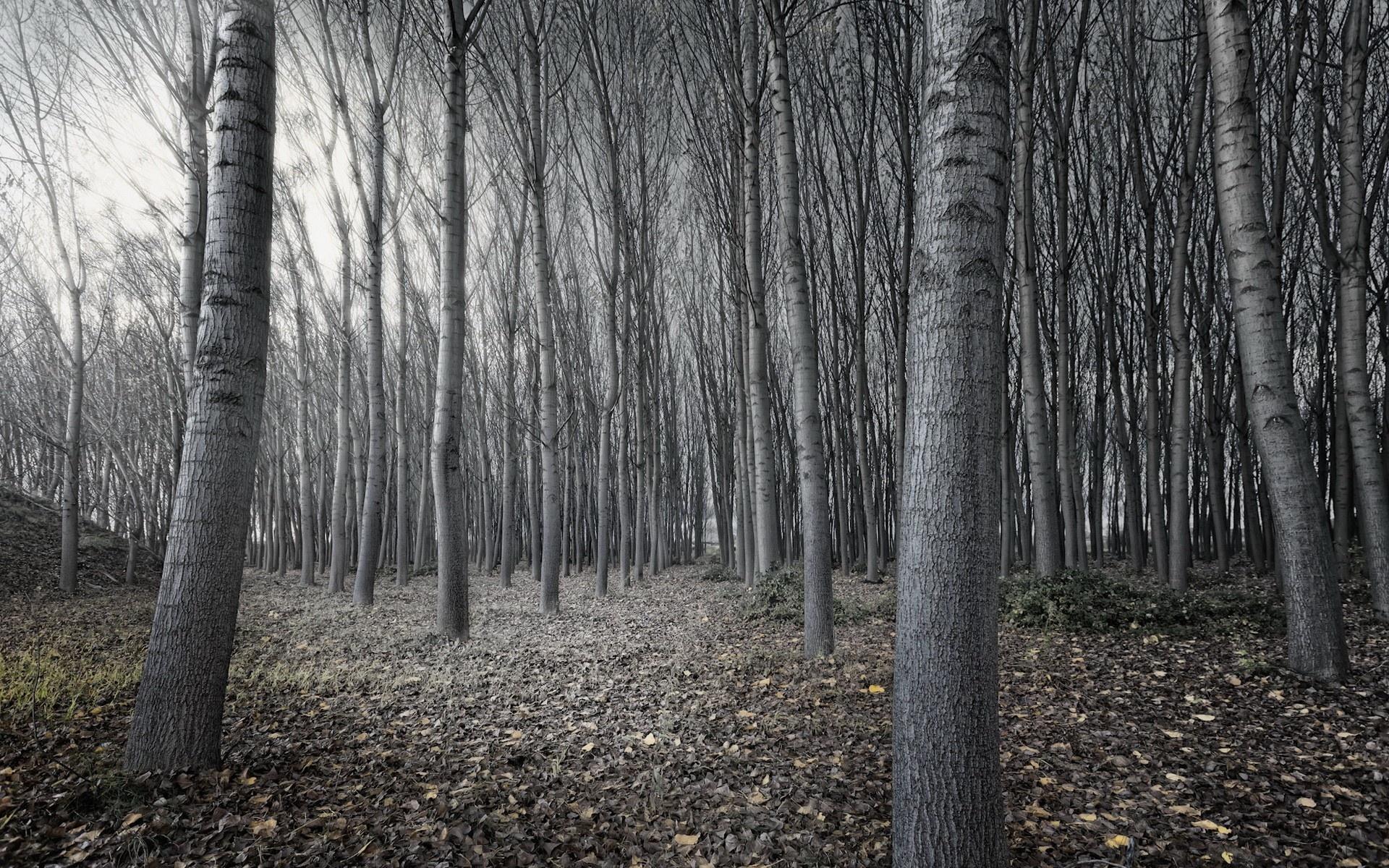 1920x1200 Dark Woods Wallpaper HD