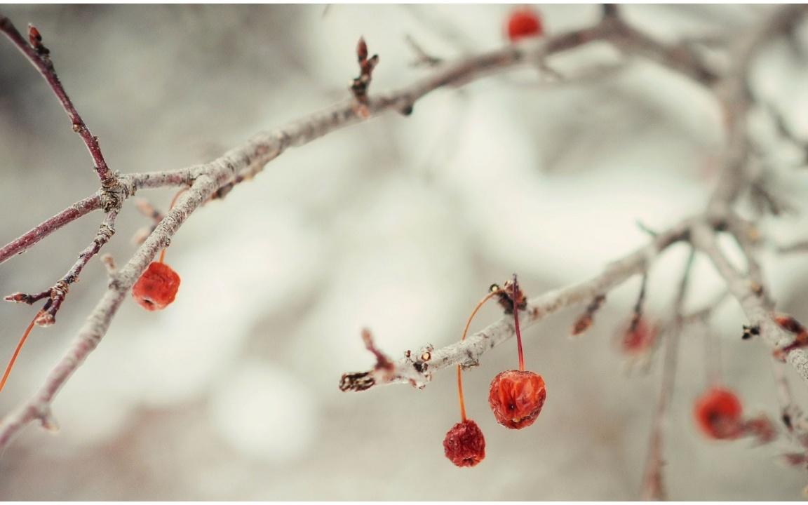 1152x720 Winter Berries Branch Wallpaper