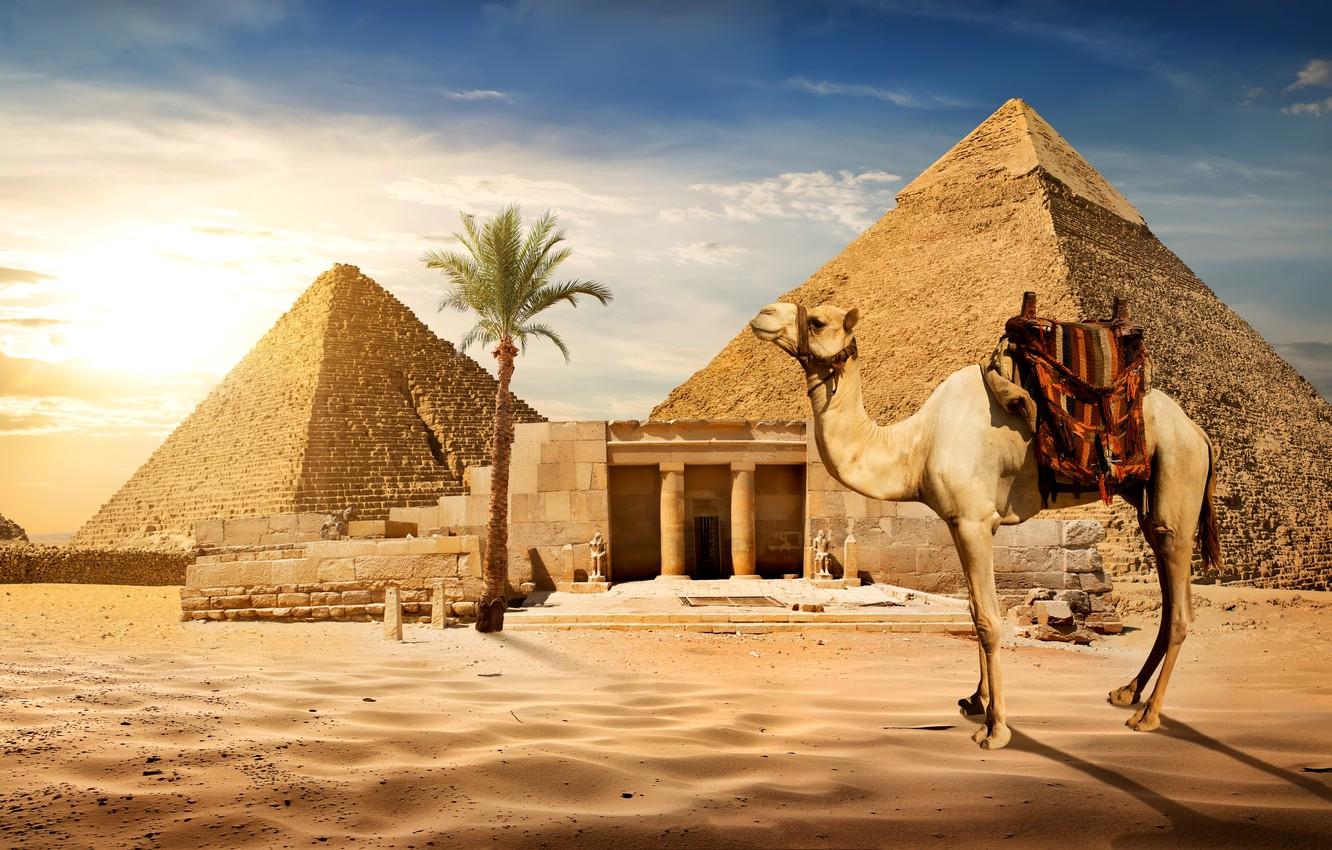 1332x850 Wallpaper sand, the sky, the sun, Palma, stones, desert, camel, Egypt, pyramid, Cairo image for desktop, section животные