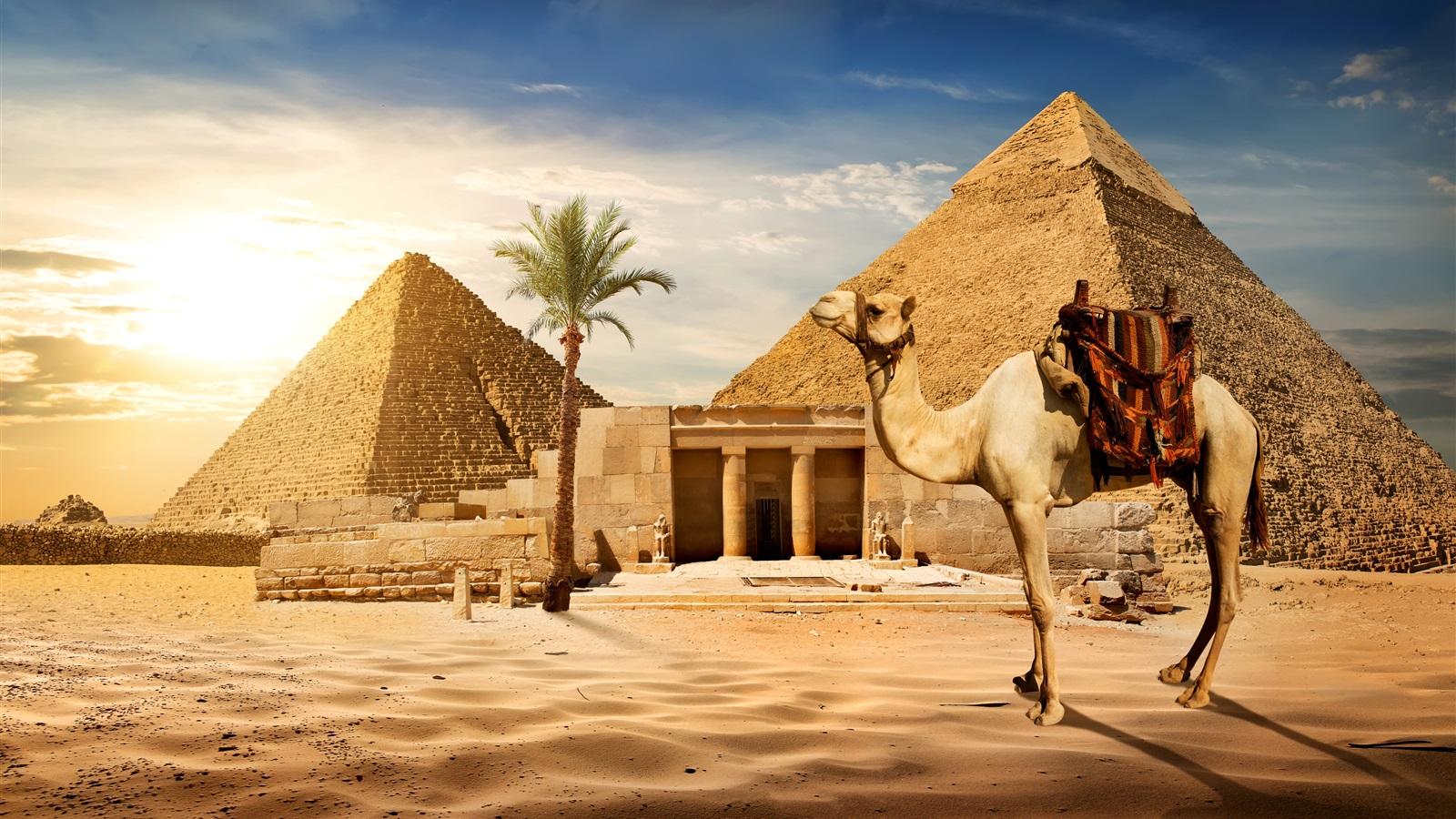 1600x900 Wallpaper Cairo, pyramid, camel, sands, palm tree, sun, Egypt 3840x2160 UHD 4K Picture, Image