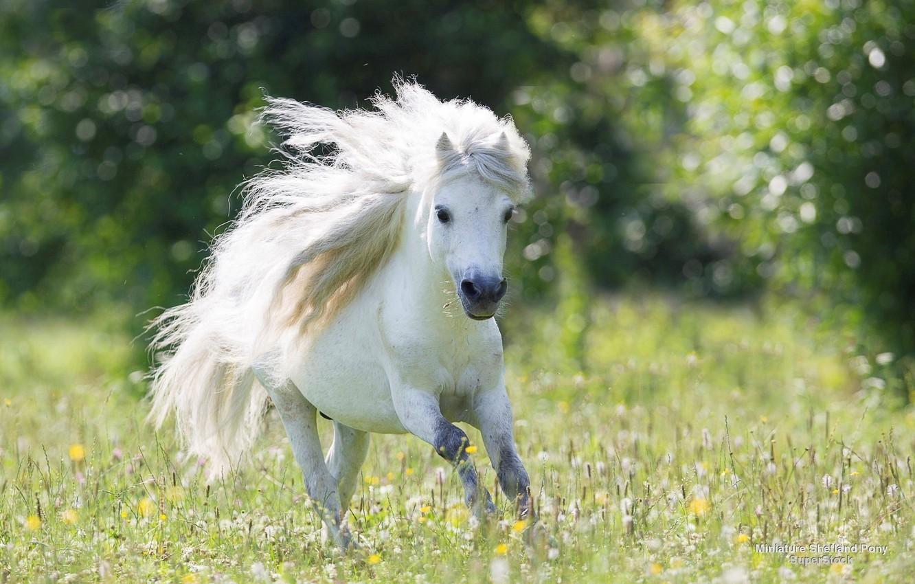 1332x850 Wallpaper running, pony, dandelions, Beautiful, White, Wallpaper, Widescreen, Background, Pony, Field, Fullscreen, Running, Small Horse image for desktop, section животные