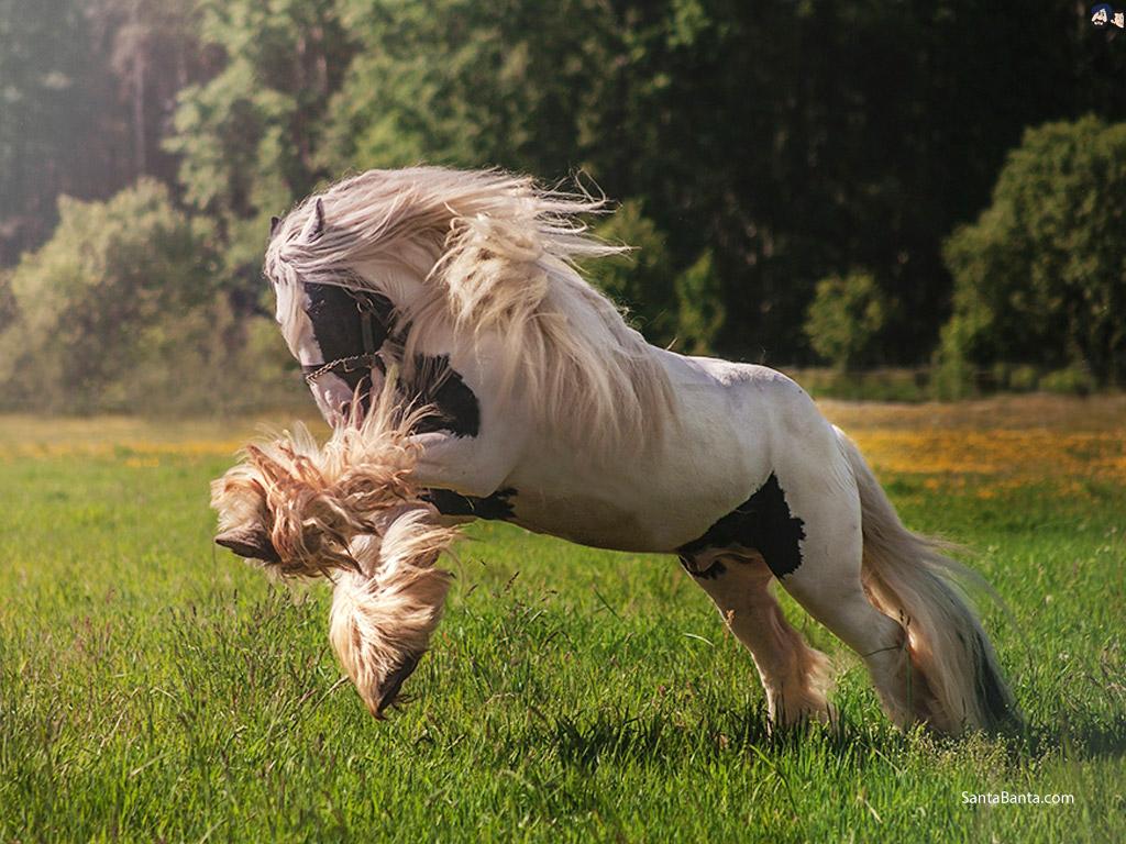 1024x768 Horse breed, Shetland pony