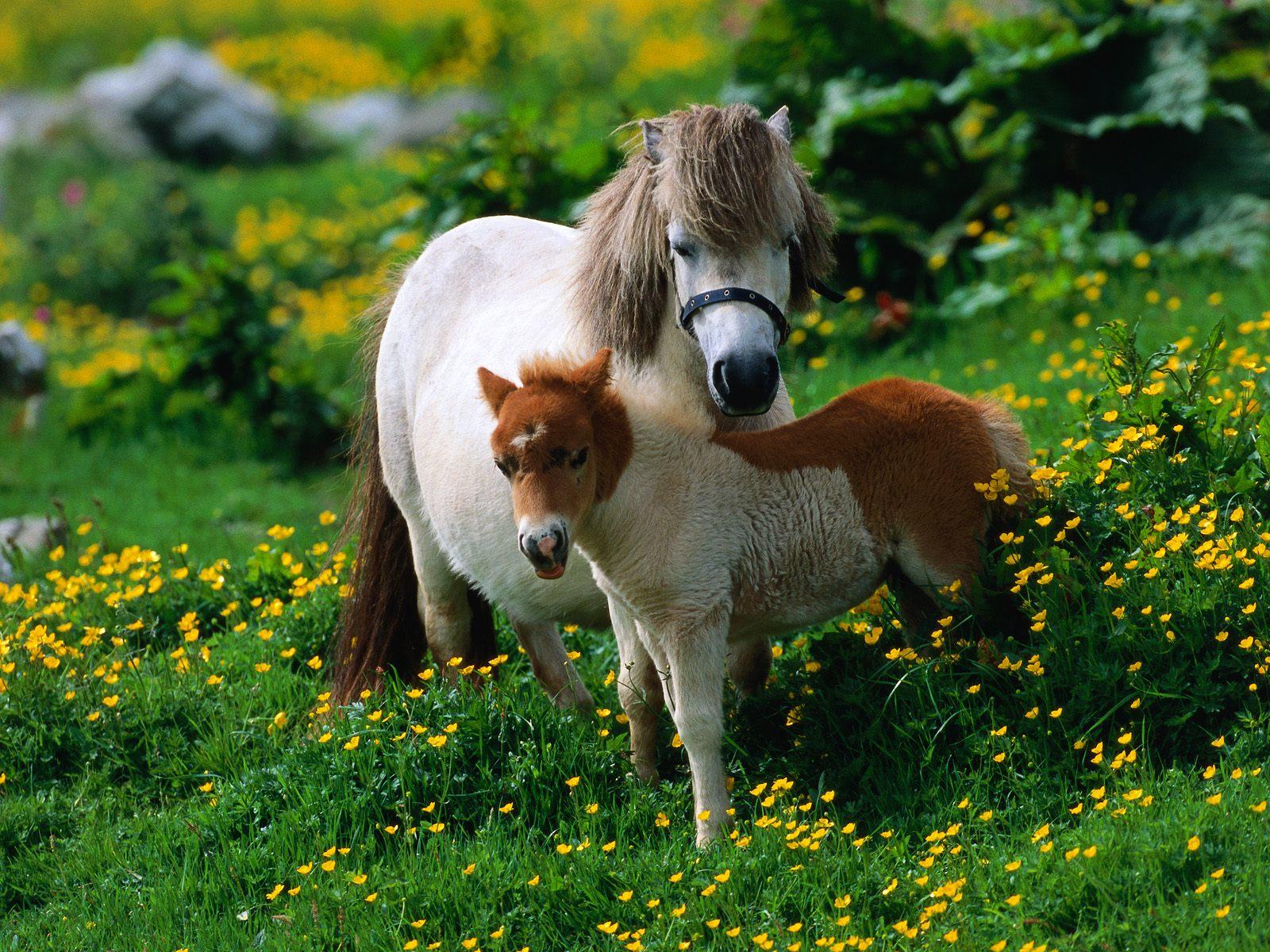 1600x1200 Free download pony horse wallpaper while running sad pony horse wallpaper white [1600x1200] for your Desktop, Mobile & Tablet. Explore White Pony Wallpaper. Download My Little Pony Wallpaper, Animated