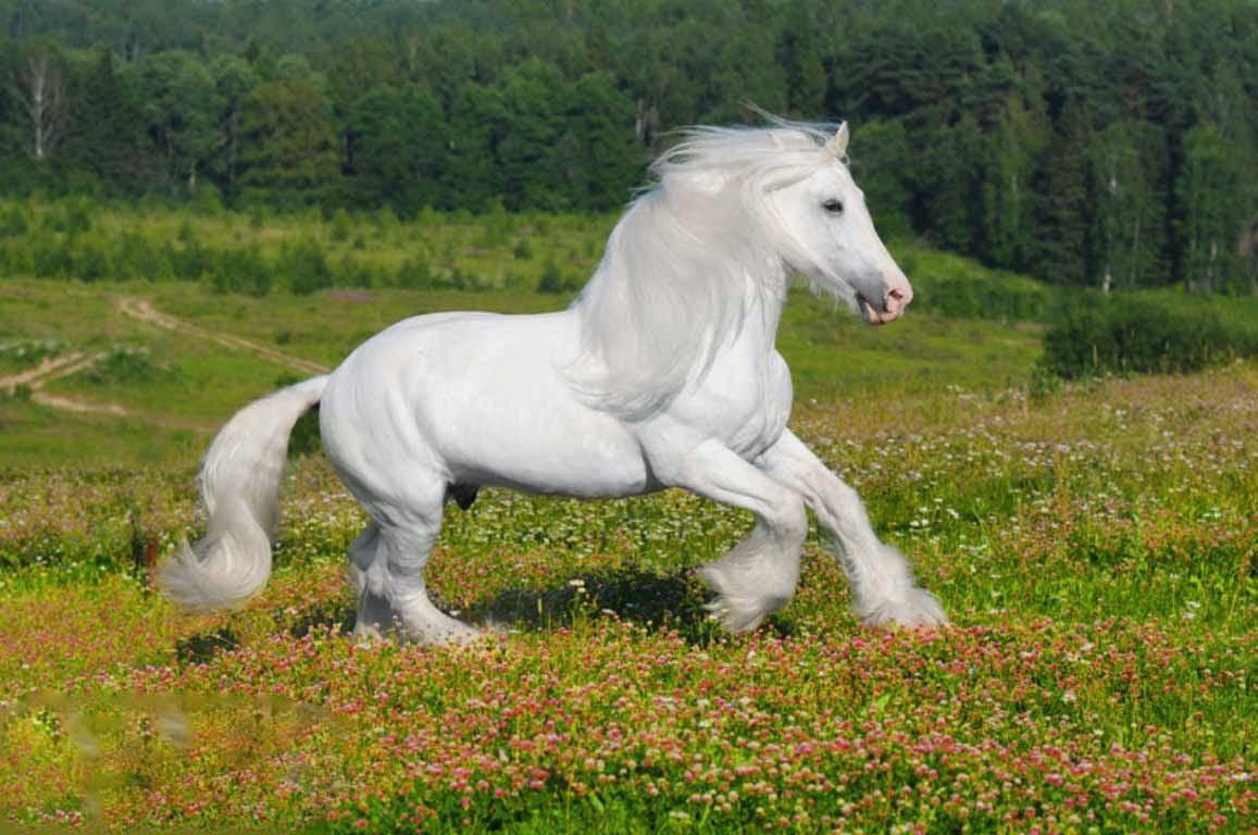 1157x768 Free download White Horse Wallpaper beautiful desktop wallpaper 2014 [1157x768] for your Desktop, Mobile & Tablet. Explore White Pony Wallpaper. Download My Little Pony Wallpaper, Animated My Little Pony