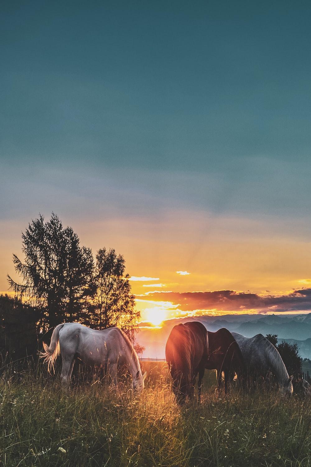 1000x1500 Horses Picture [HD]. Download Free Image
