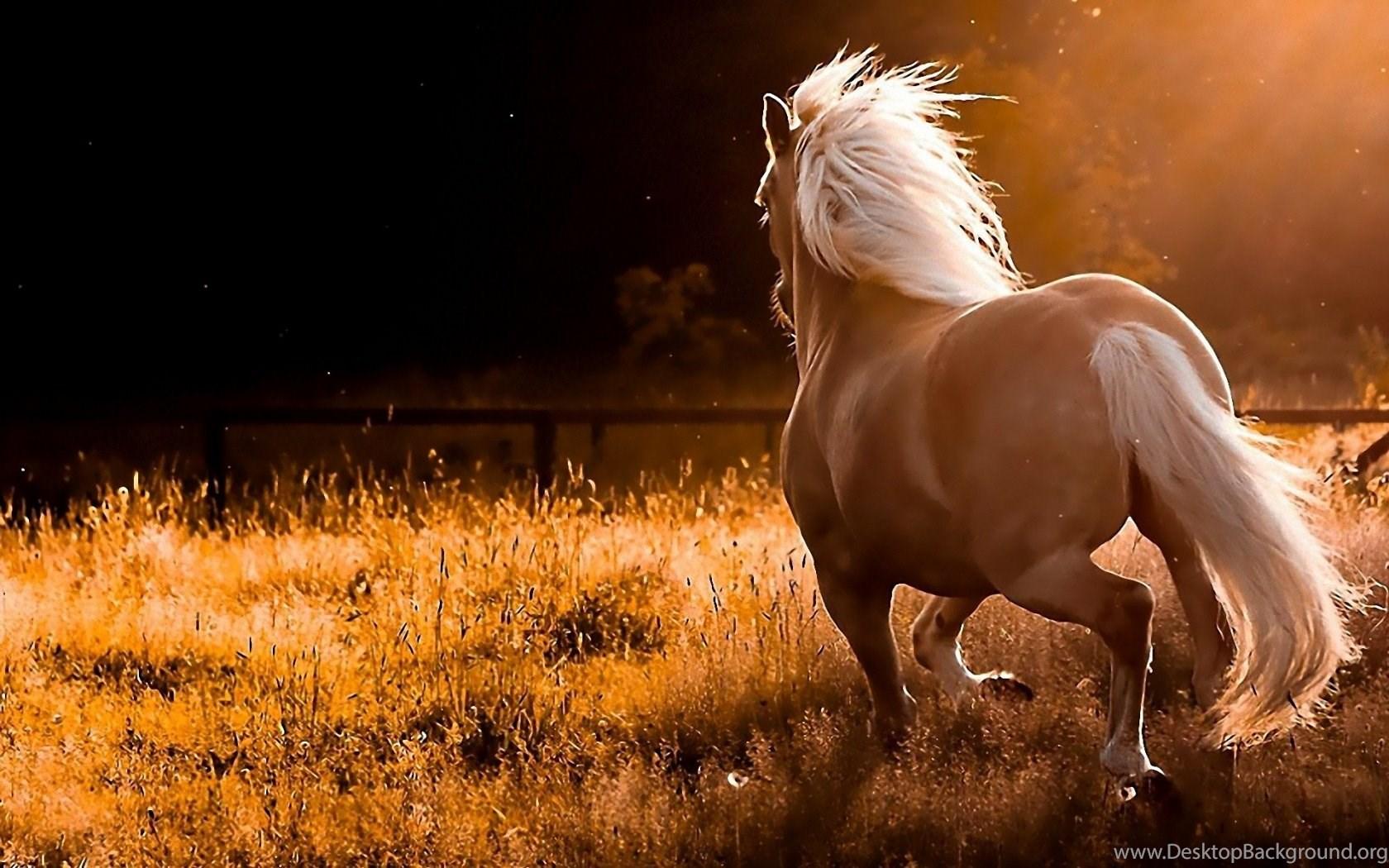 1680x1050 Horse wallpaper pony running Desktop Background