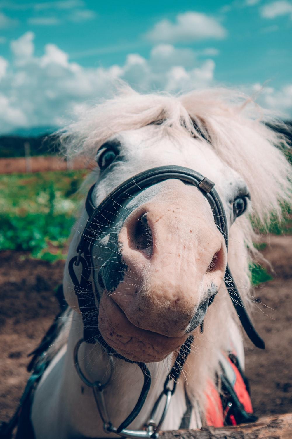 1000x1500 Horse Head Picture [HD]. Download Free Image